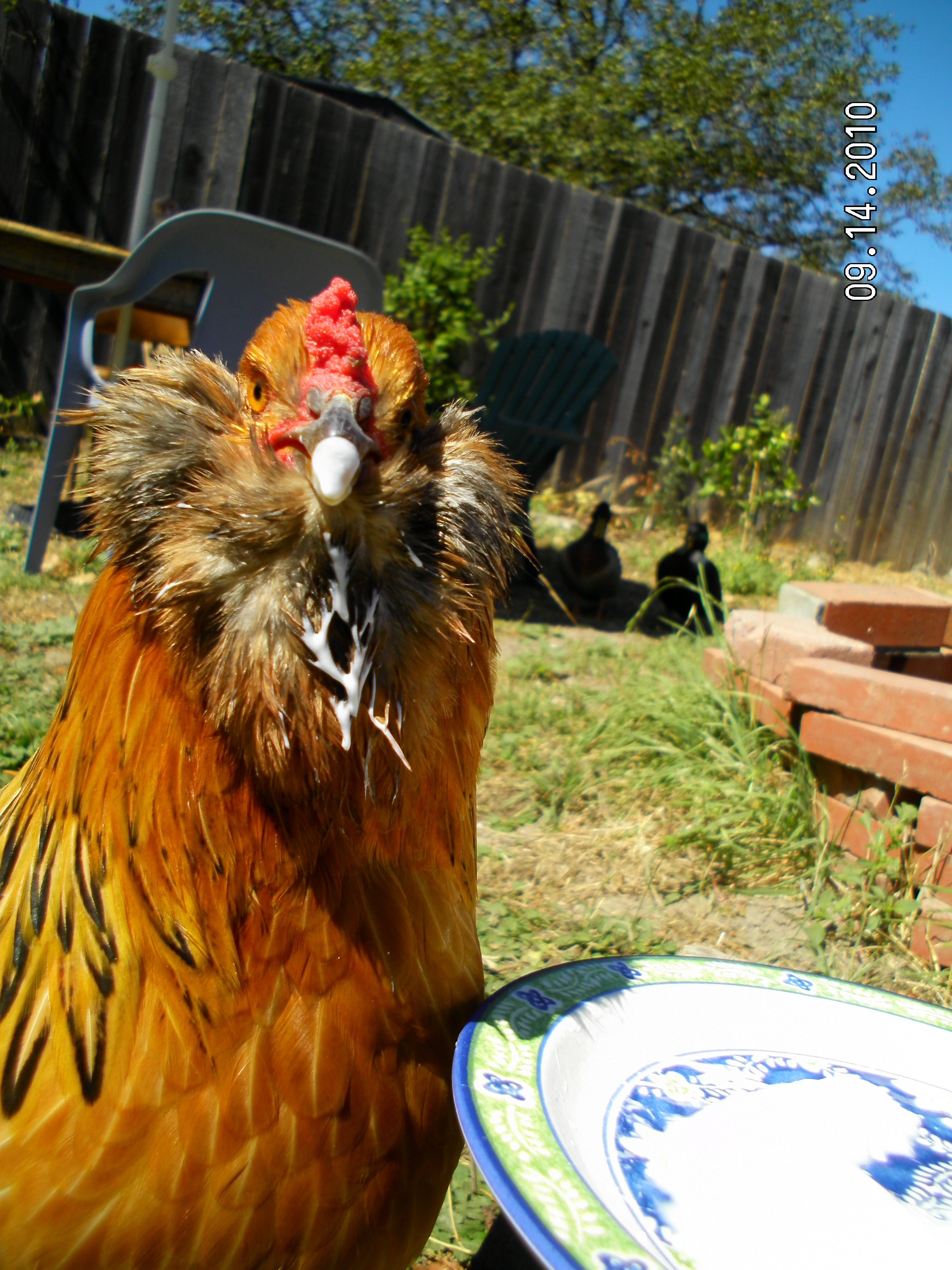 Chickens love yohgurt!