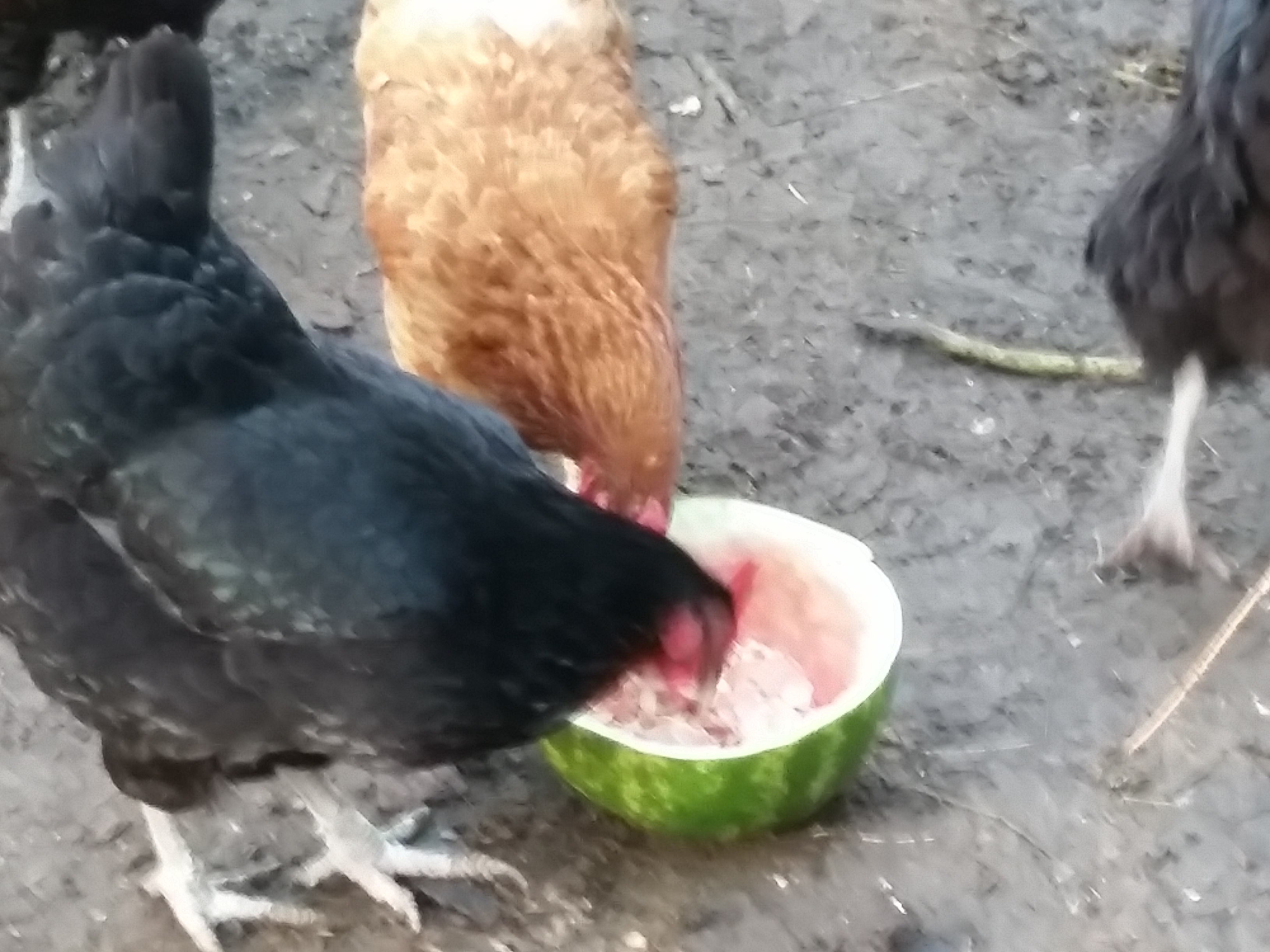 Can Chickens Eat Watermelon Rind 73 - yetojep