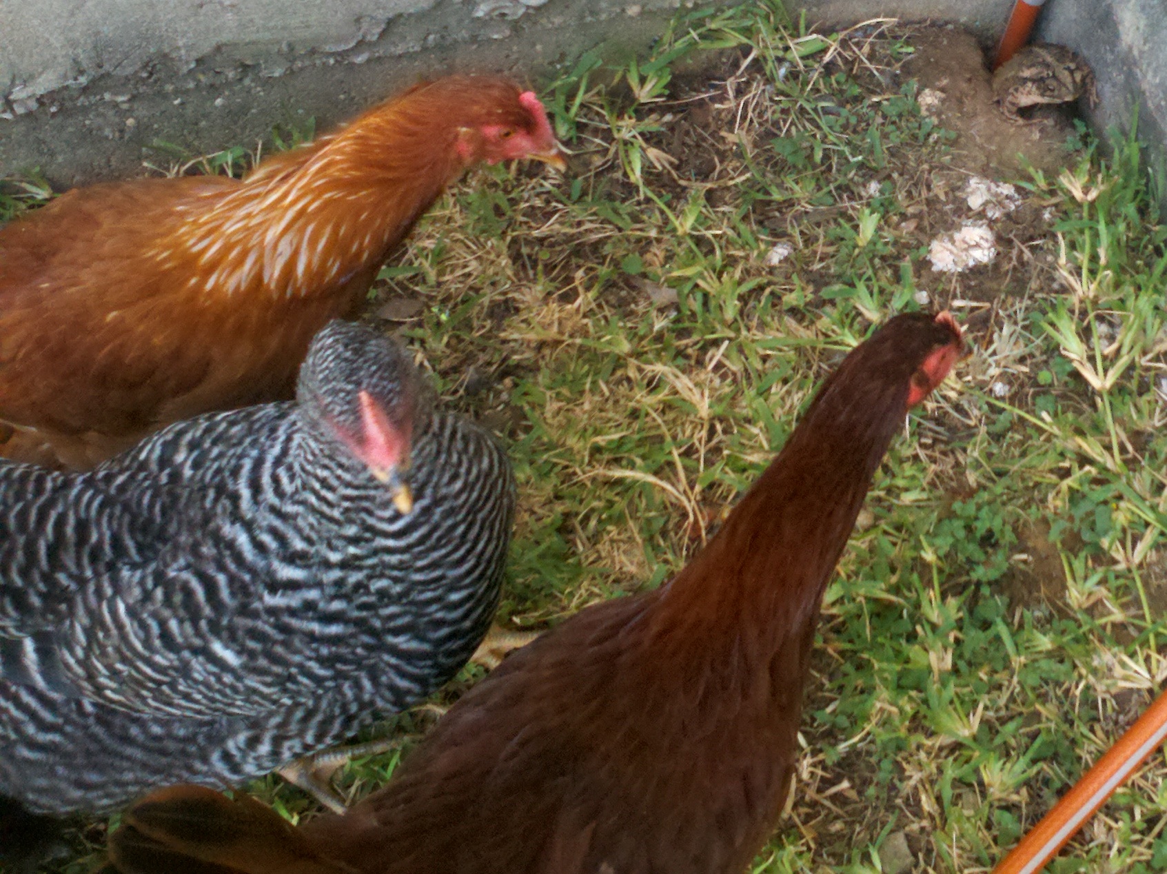 Chickens meet Toad