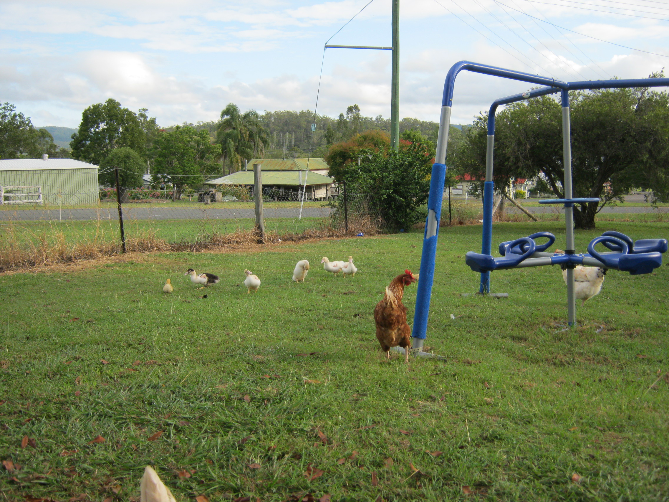 Chickens now having to share a yard with ducklings.