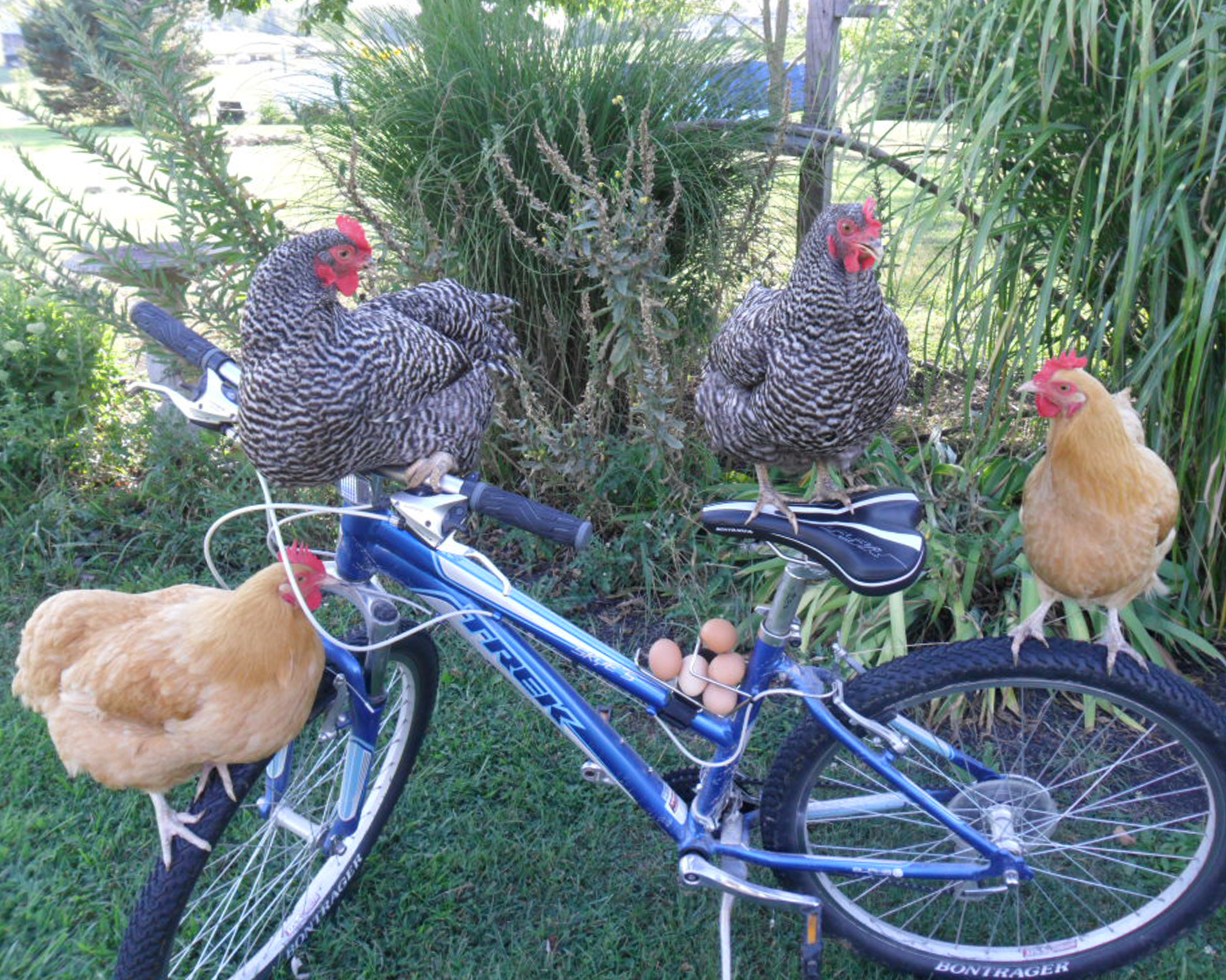 chickens on bike