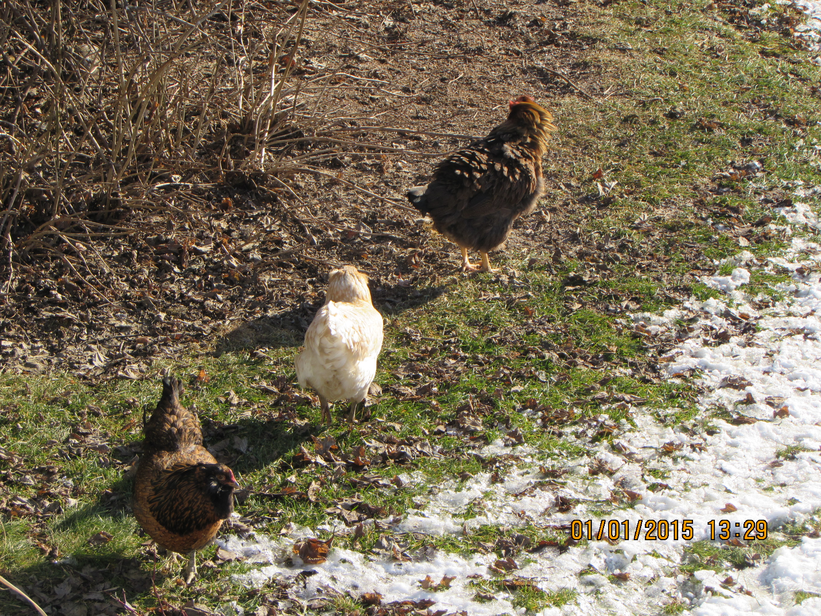 chickens out in some snow in dec