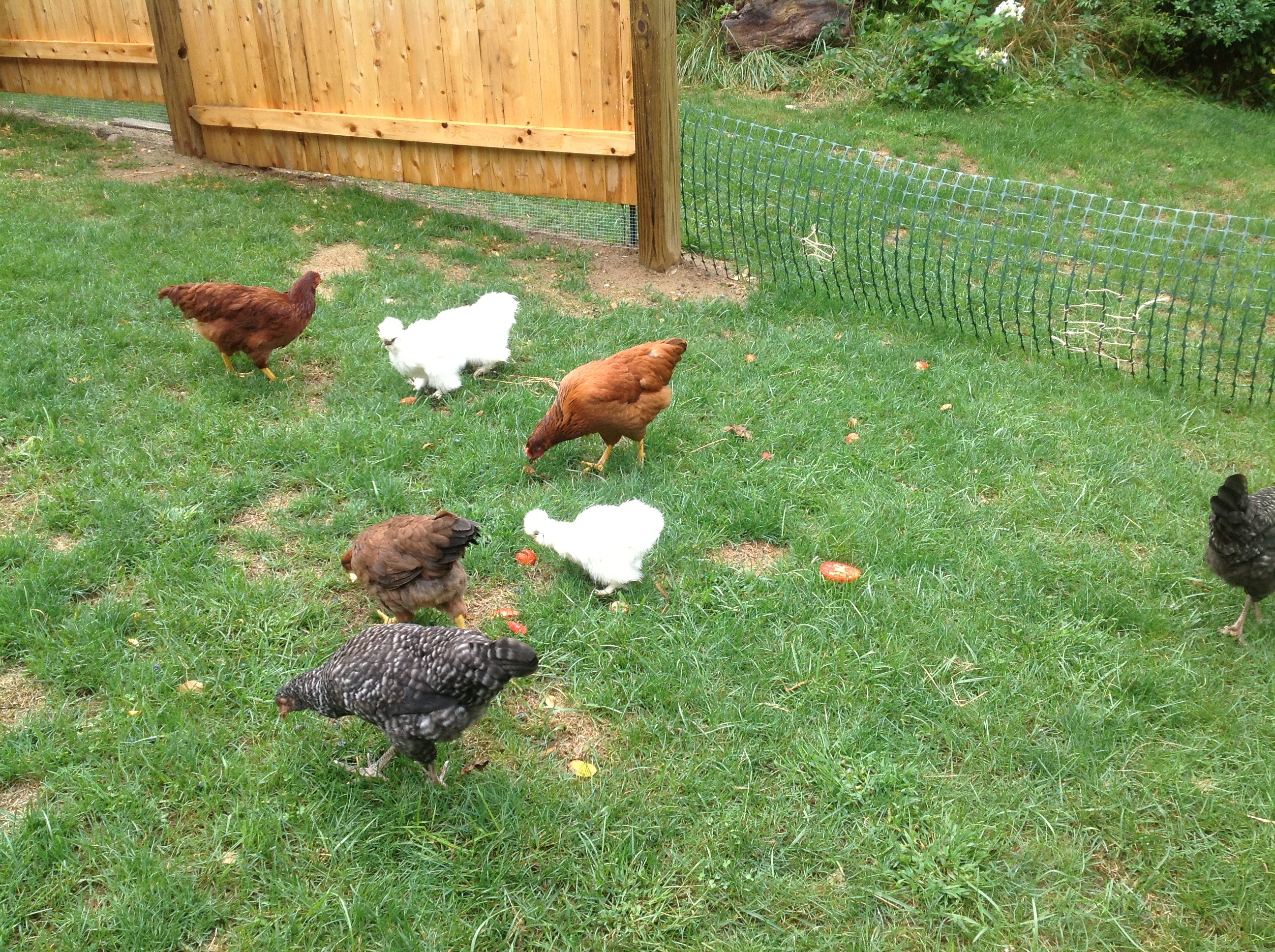 Chickens out in their tempory run.  A higher electric poultry fence is qued up on the priority list when budget permits.  For now it is high enough to keep the dogs out.