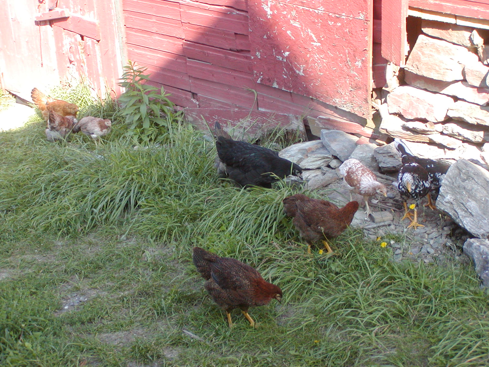 Chickens ranging between barns