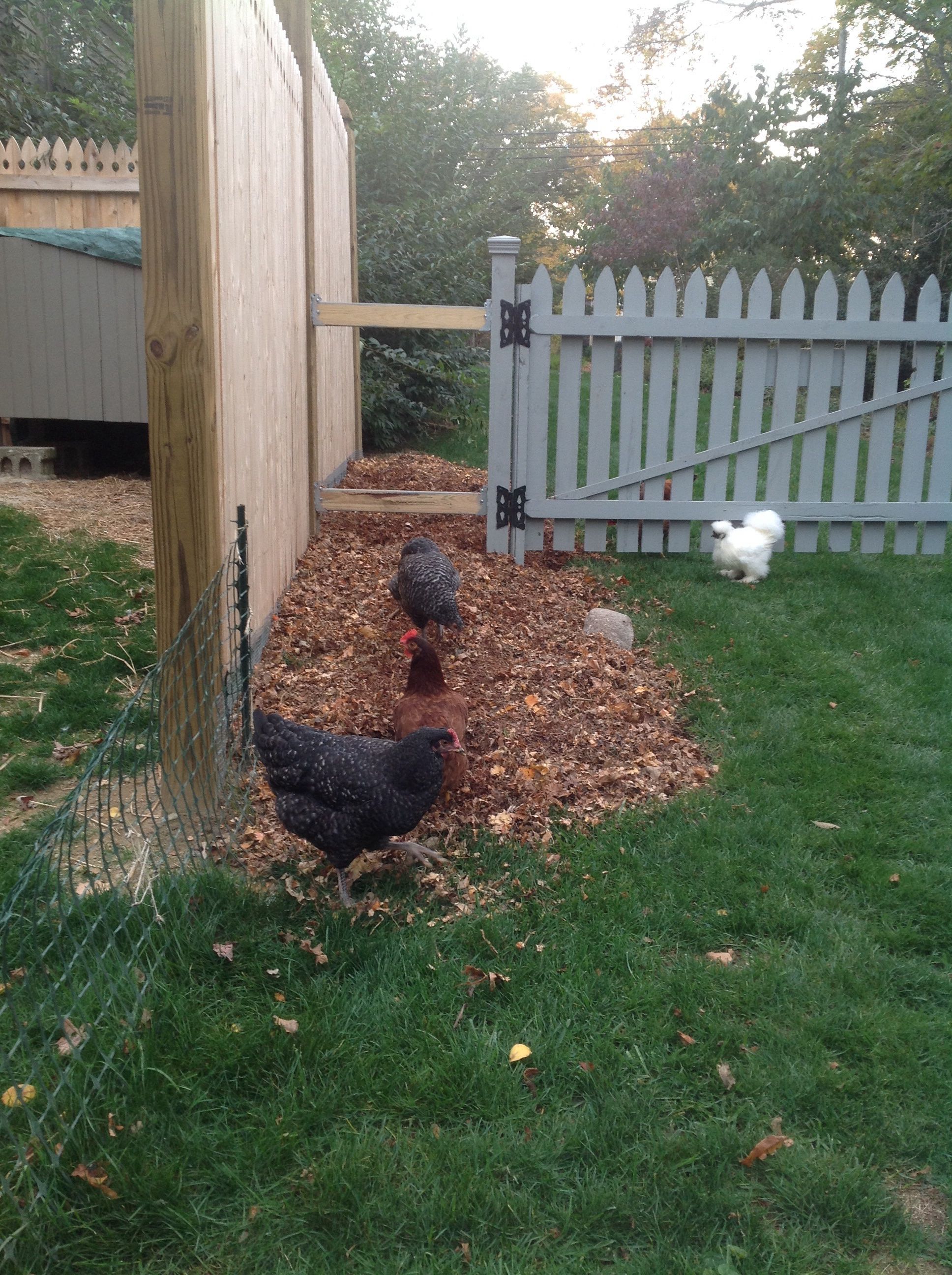 Chickens ranging In the new garden beds.  Beds along run fence being prepared for planting next spring.  They enjoy scratching the shredded leaf mulch.