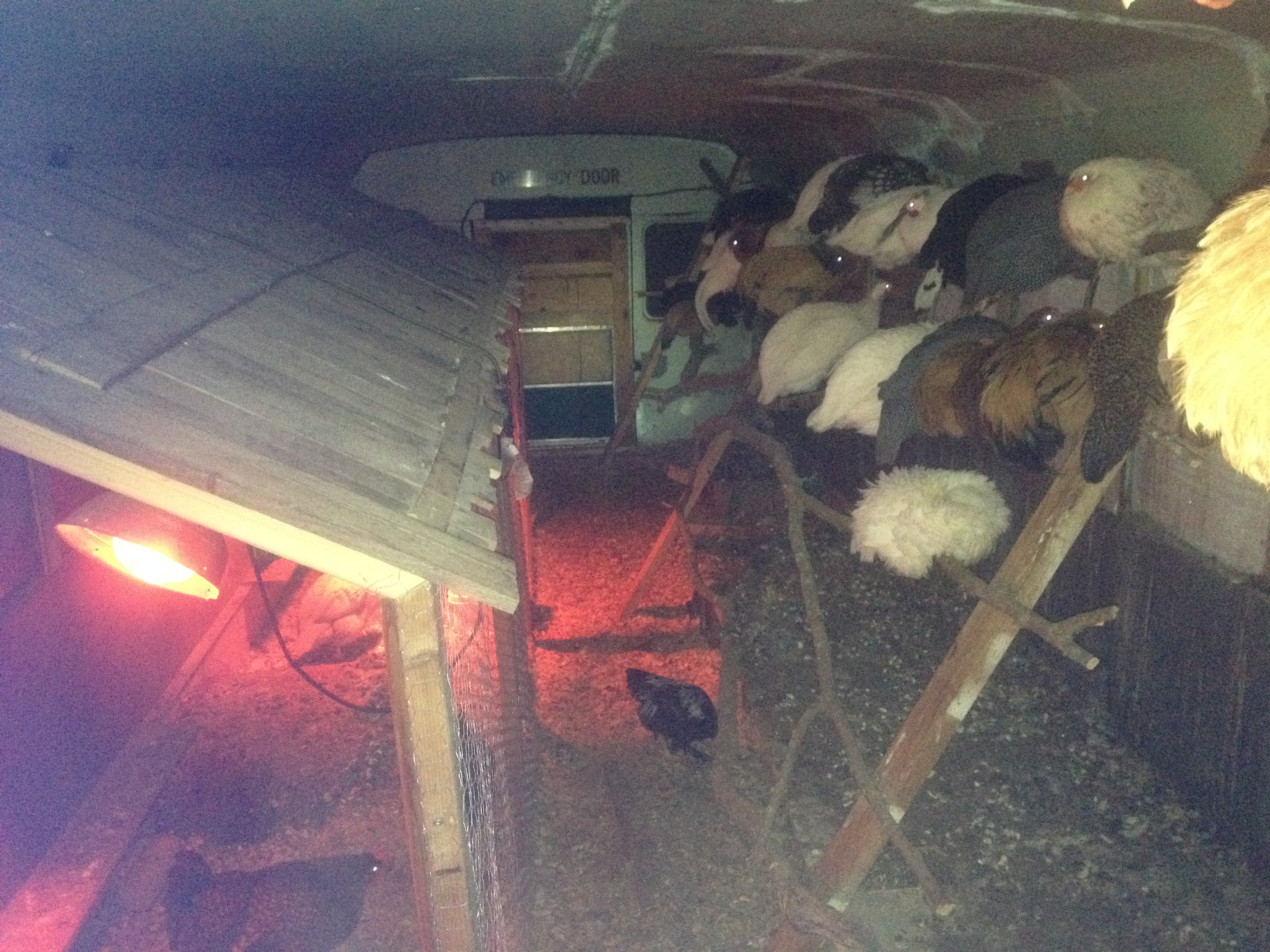 Chickens roosting at night.  Guineas and bantams are now roosting with the adult birds and the brooder doors are kept open.