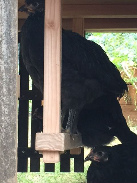 Chickens roosting on new upgraded roost bar under coop