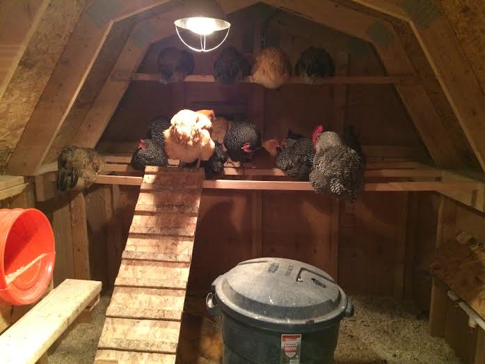 Chickens Roosting BackYard Chickens Learn How to Raise Chickens