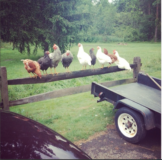 Chickens sitting on the fence