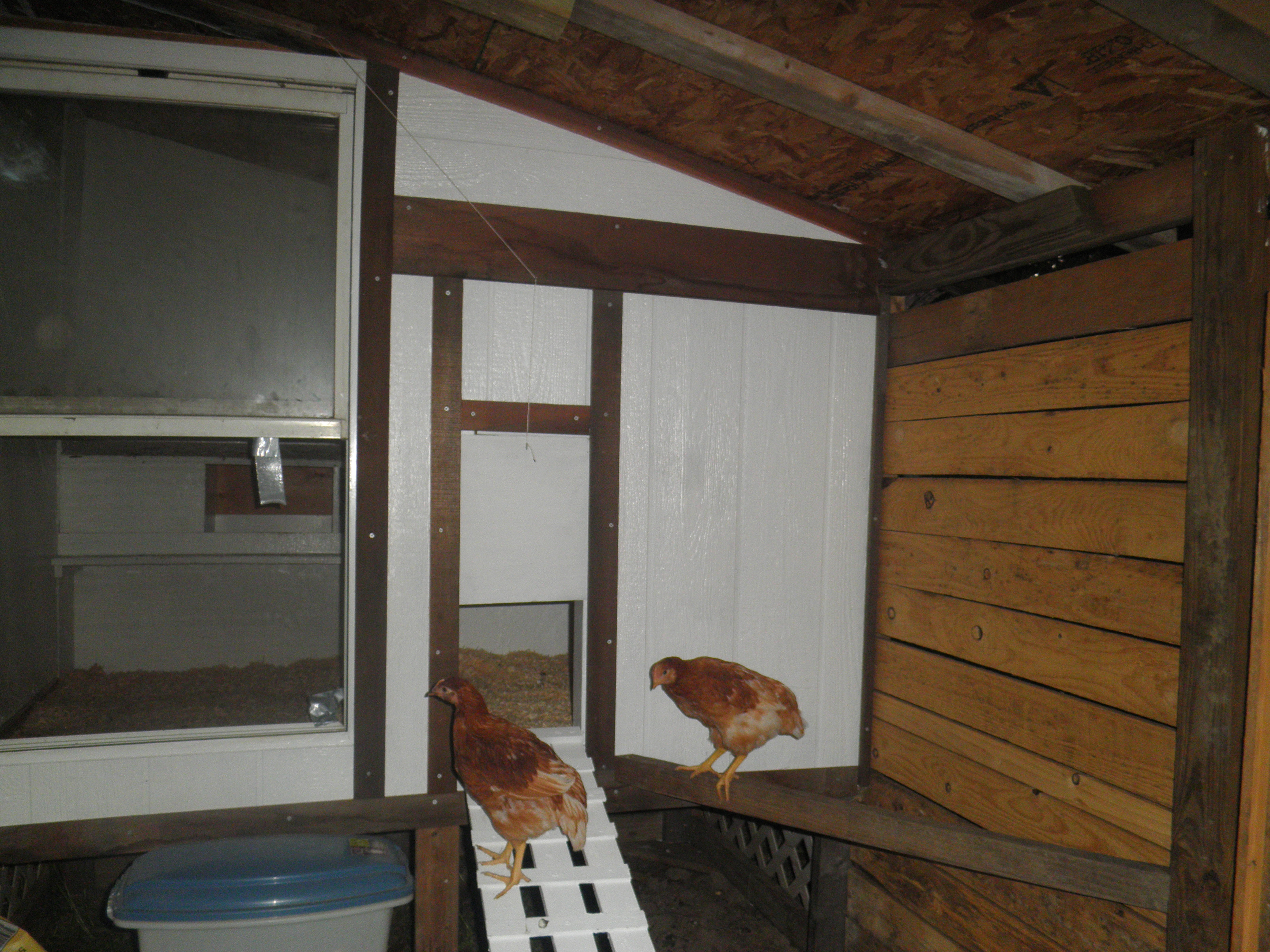 Chickens trying to figure out how to get back in the coop!