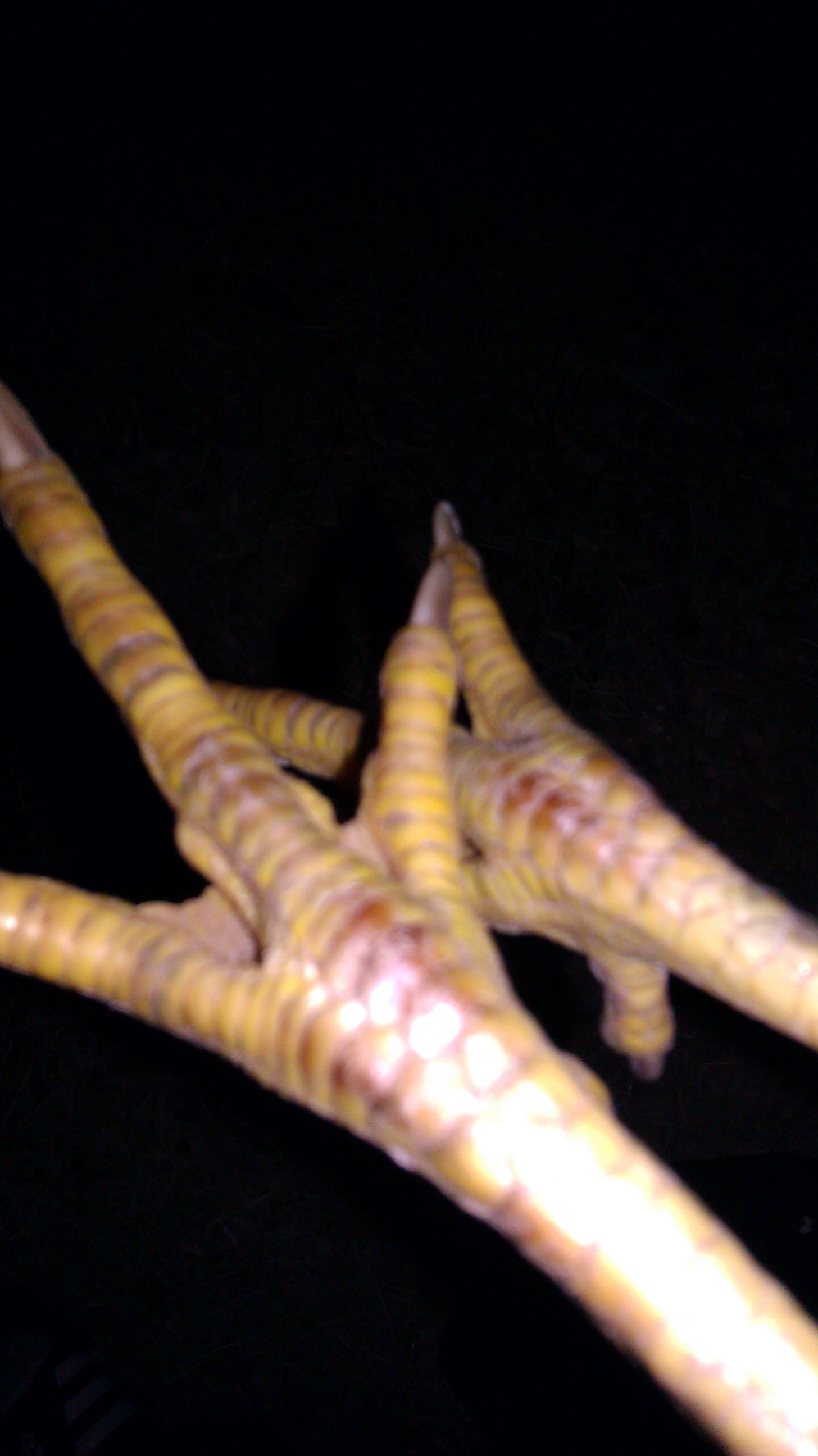 Chickens unusual feet coloration.