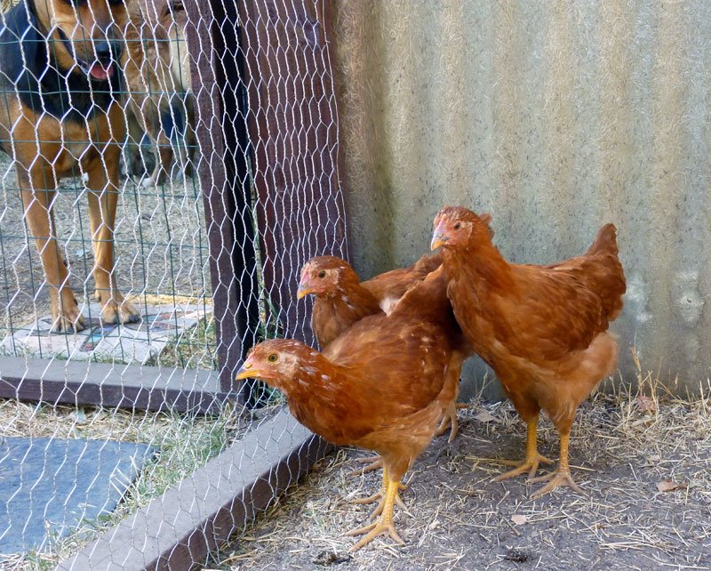 Chickens w/ dog