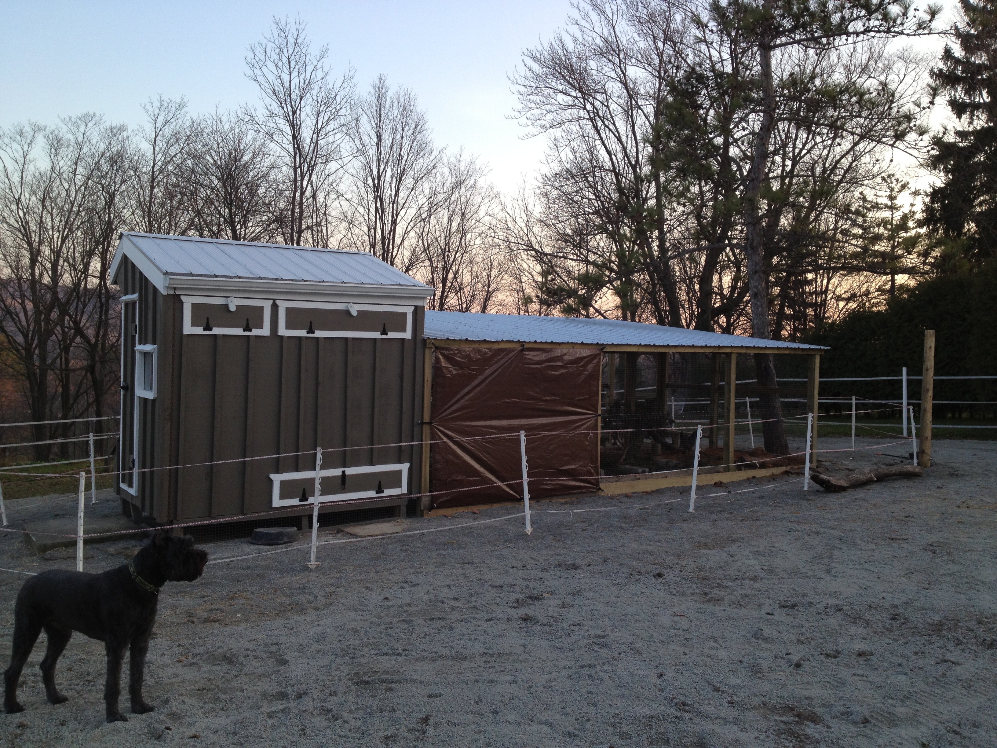 Chickens were a little perturbed at me for putting up the 6 x 8 tarp, at least it's not blue.
I tried to find clear ones, but here in Ontario no such luck.  Next time I'm in the states will pick some up.
In the foreground is my trusted farm buddy 'Duke' a Bouvier des Flandres
I keep his hair short, given the fact he is a farm dog, that also lives in the house with us.