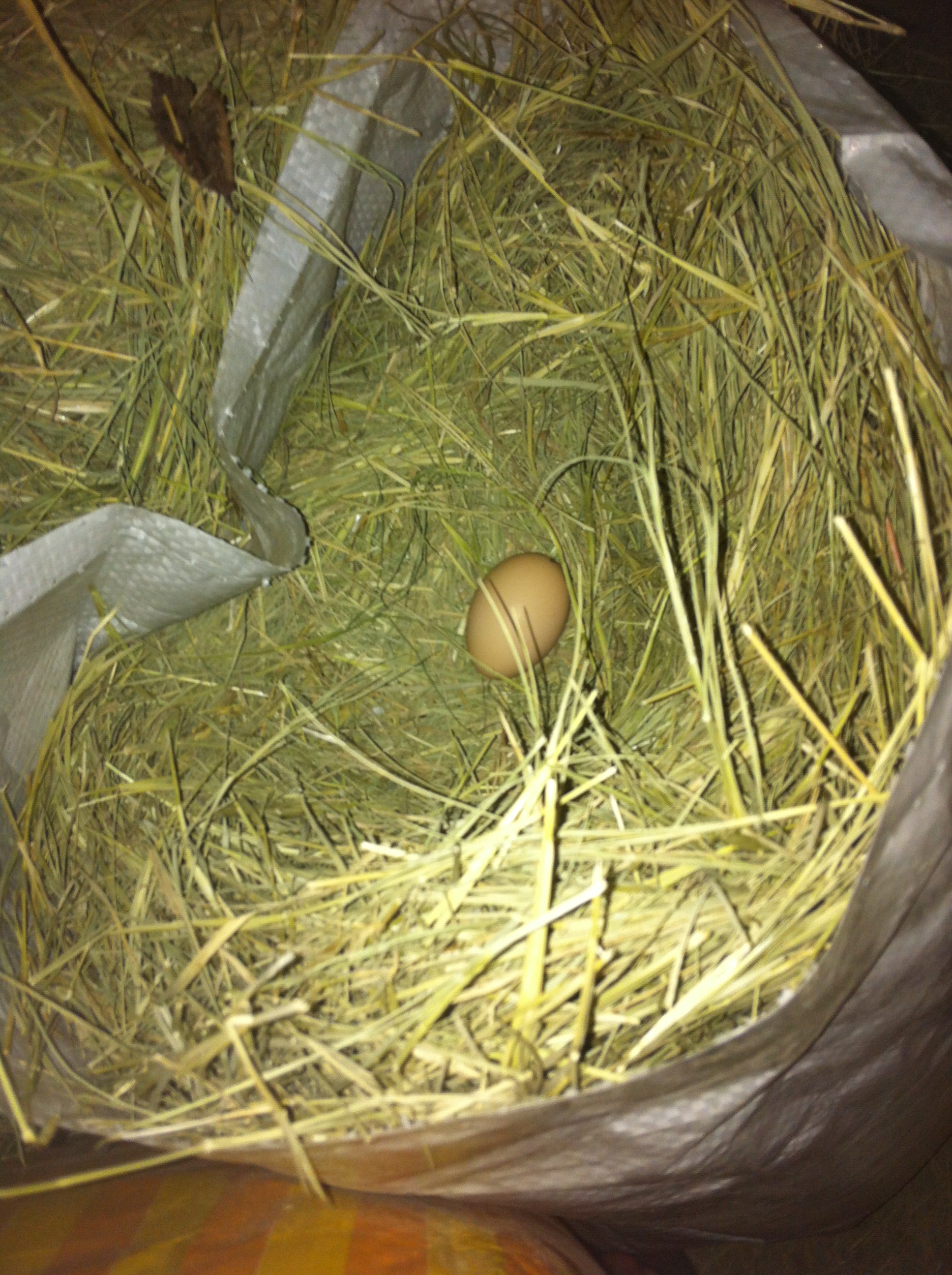 Chickens will lay almost anywhere. This egg was laid in a feed sack that was storing hay.