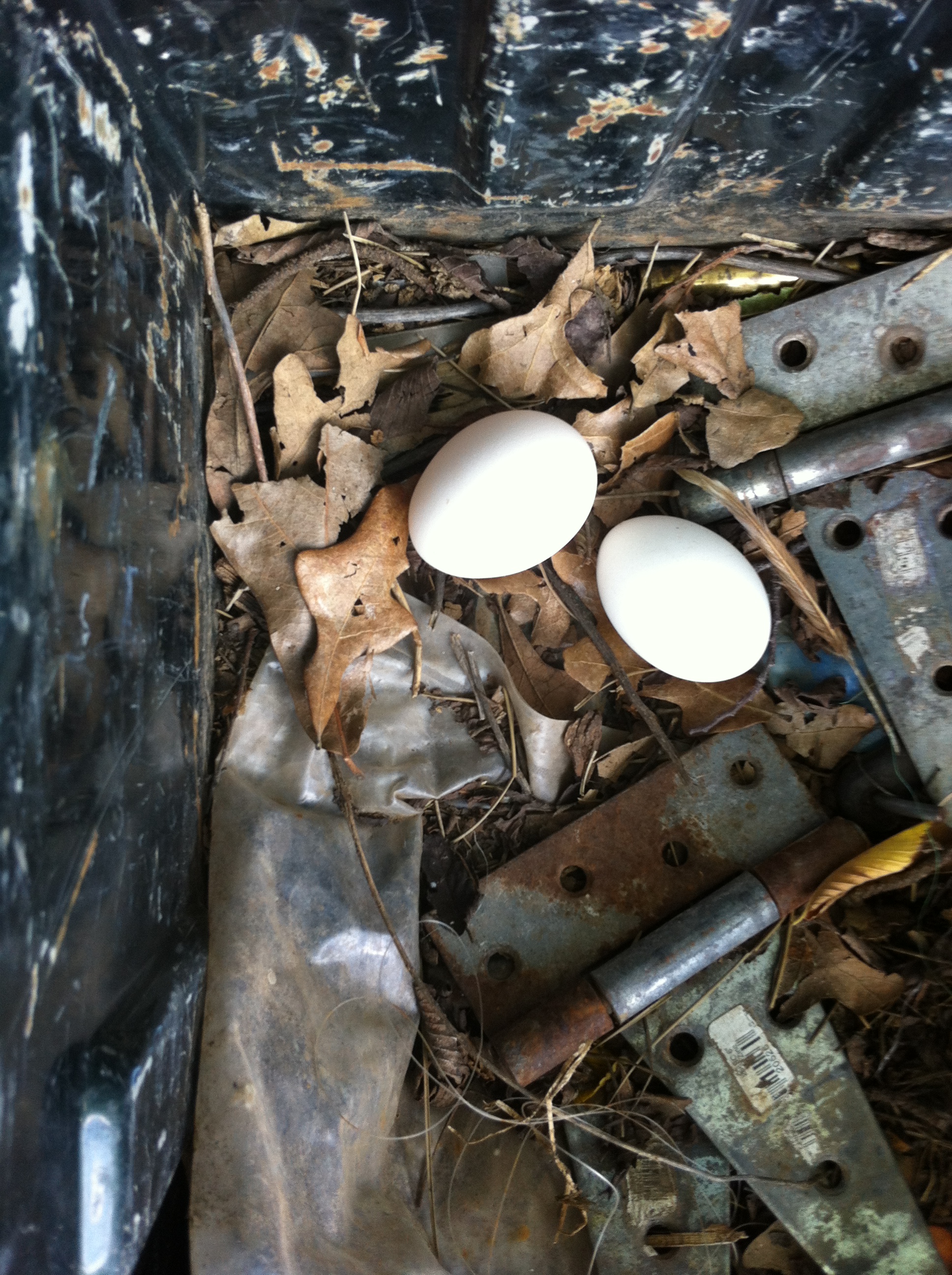 Chickens will lay eggs almost anywhere