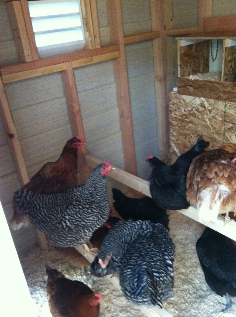 Chickens!