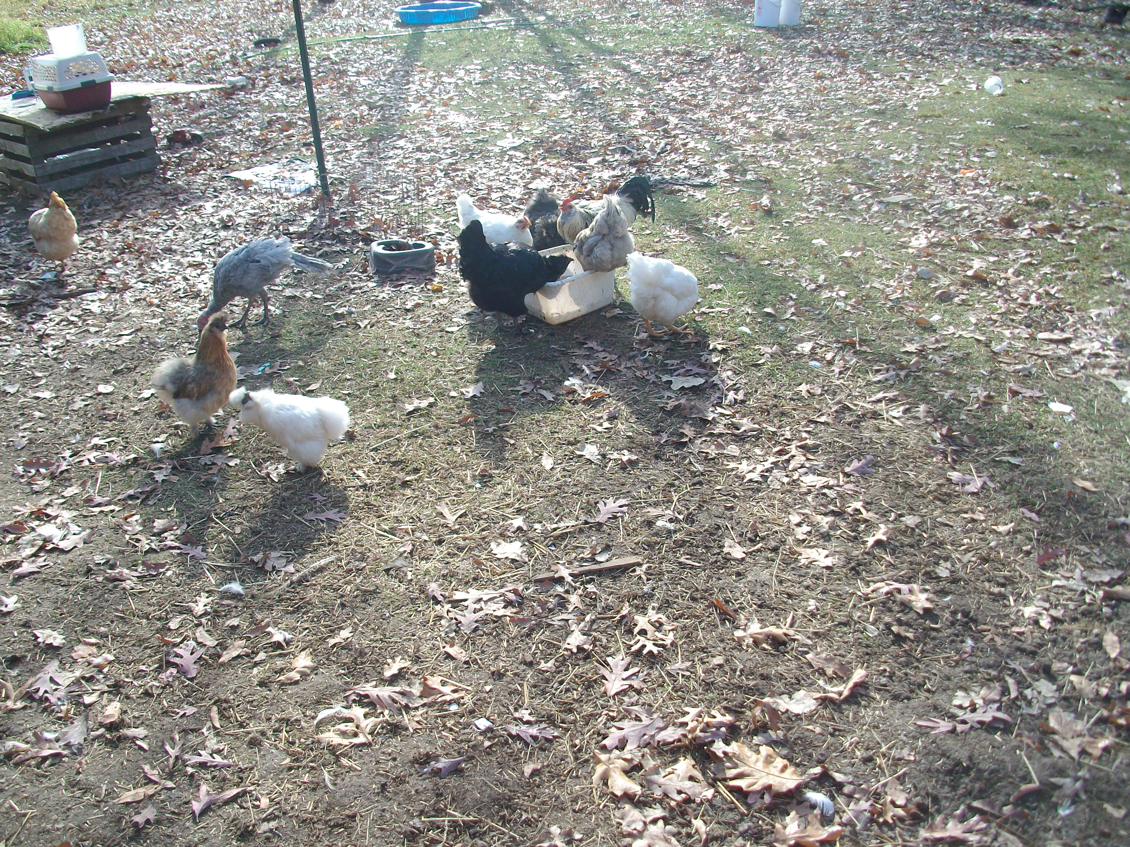 Chickens
