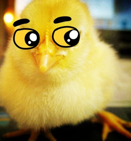 Chickens