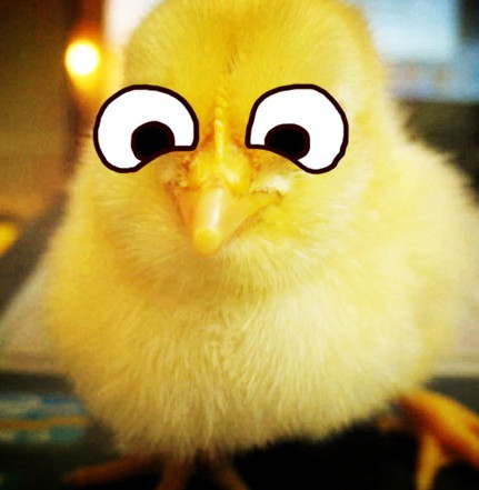 Chickens
