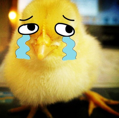 Chickens
