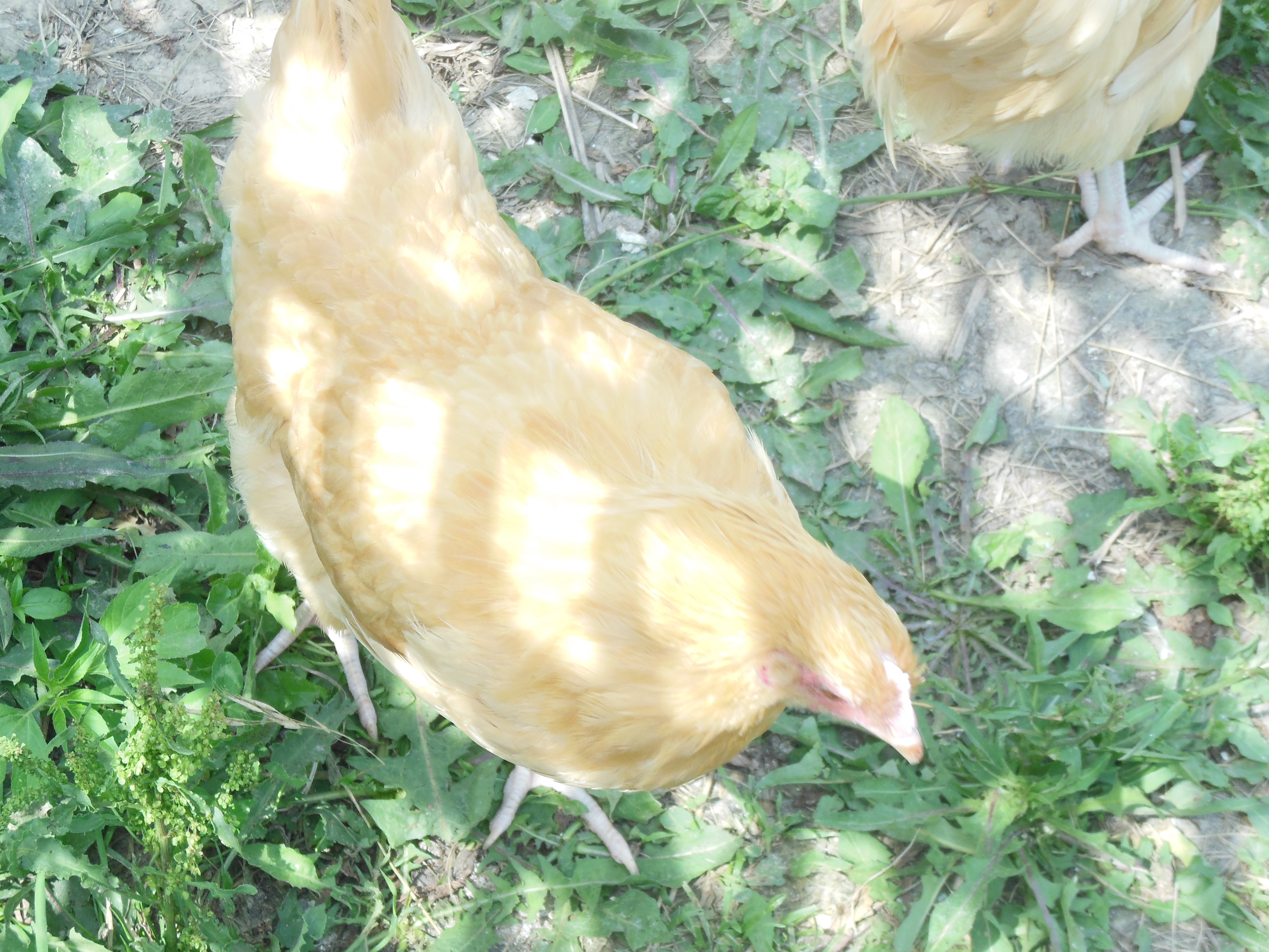 Chickens