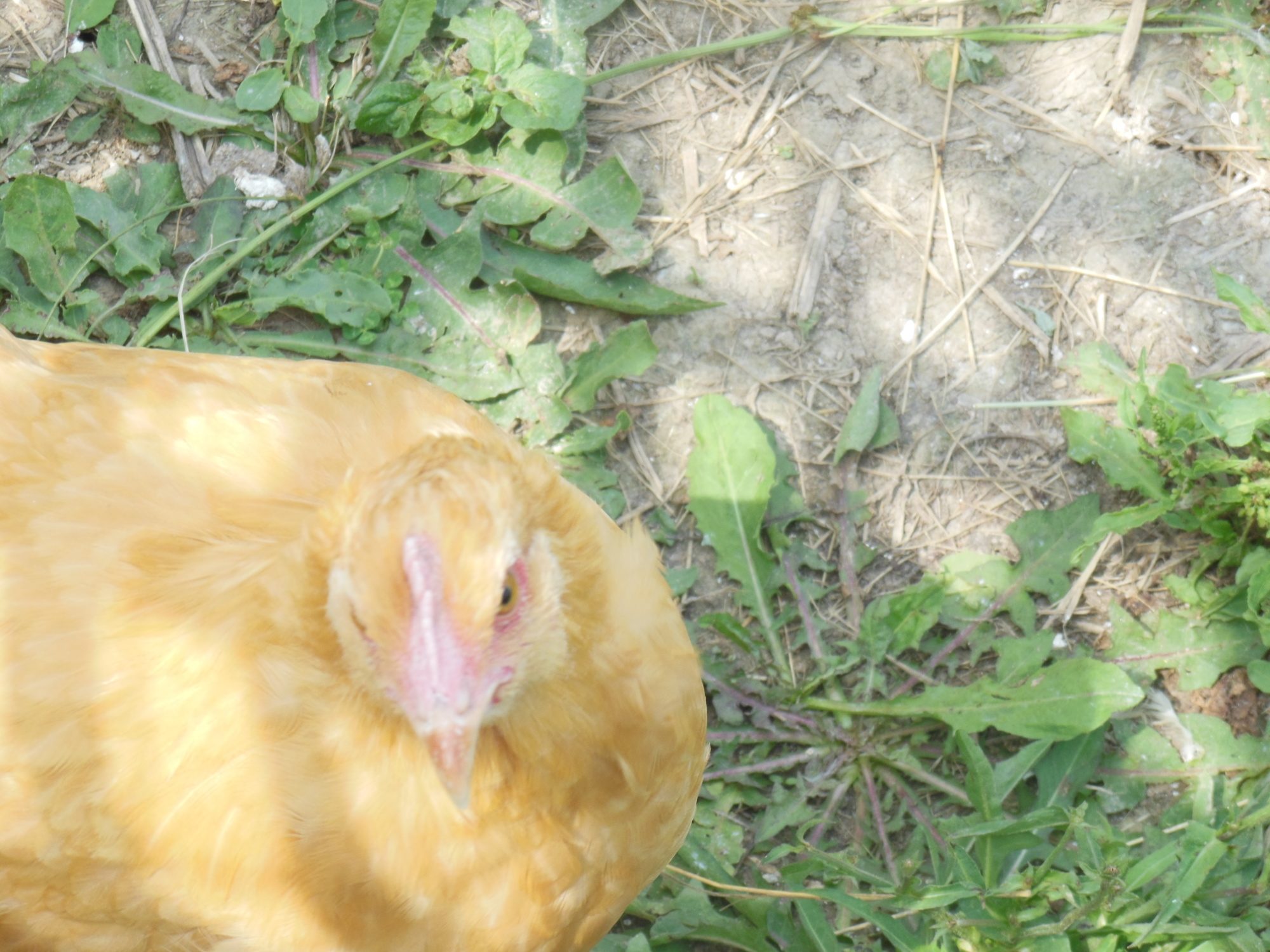 Chickens