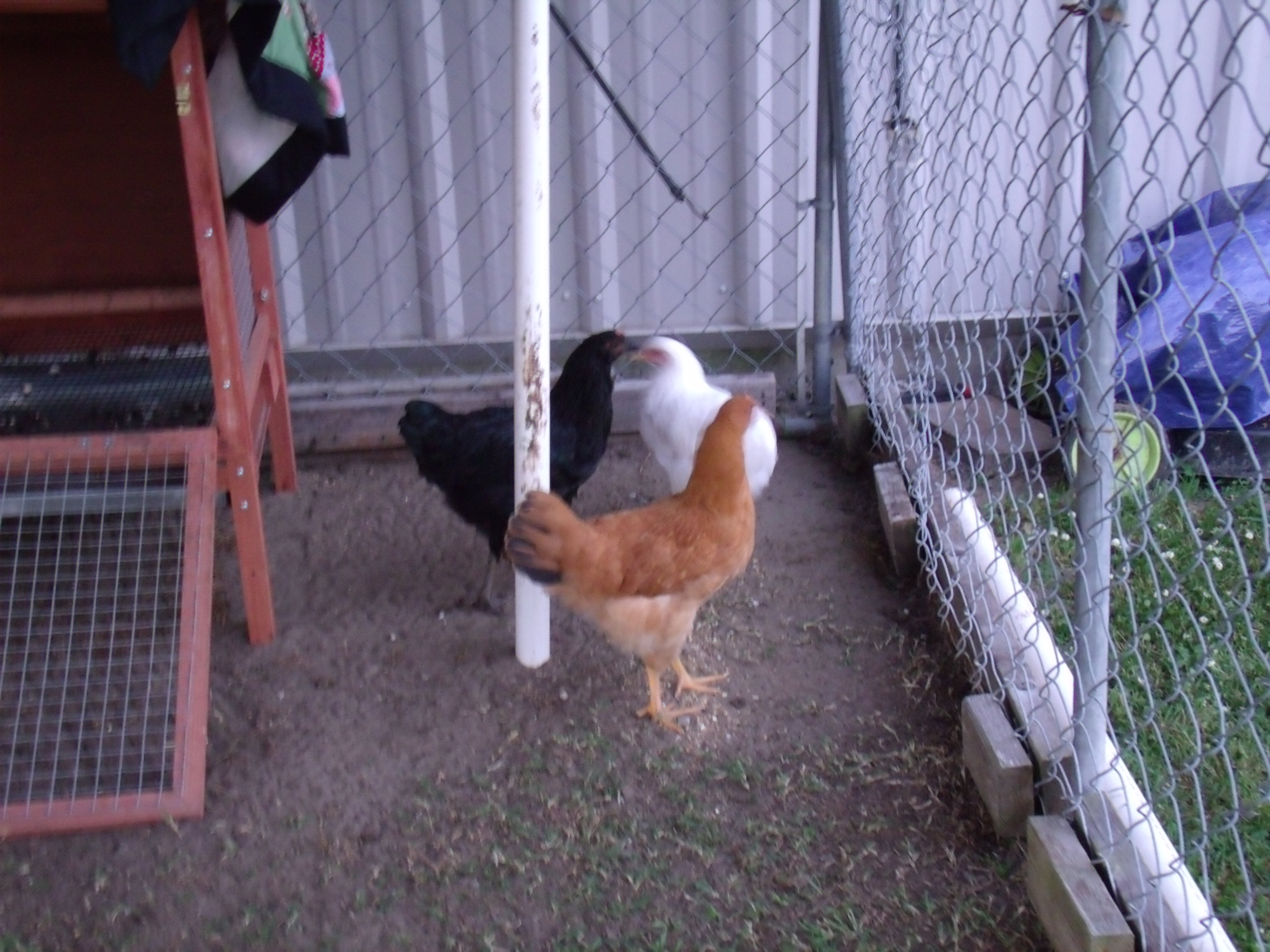 Chickens!