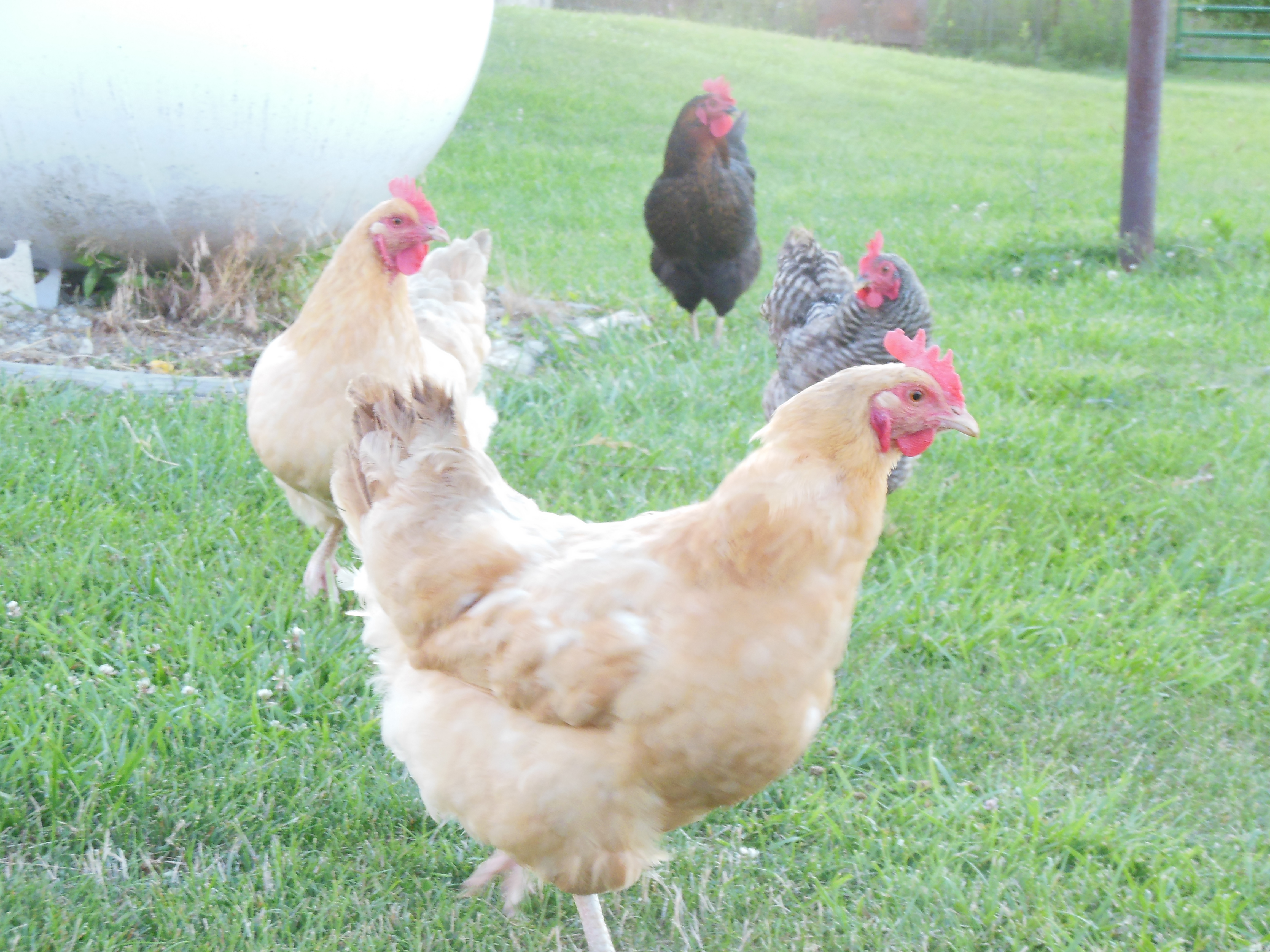 Chickens