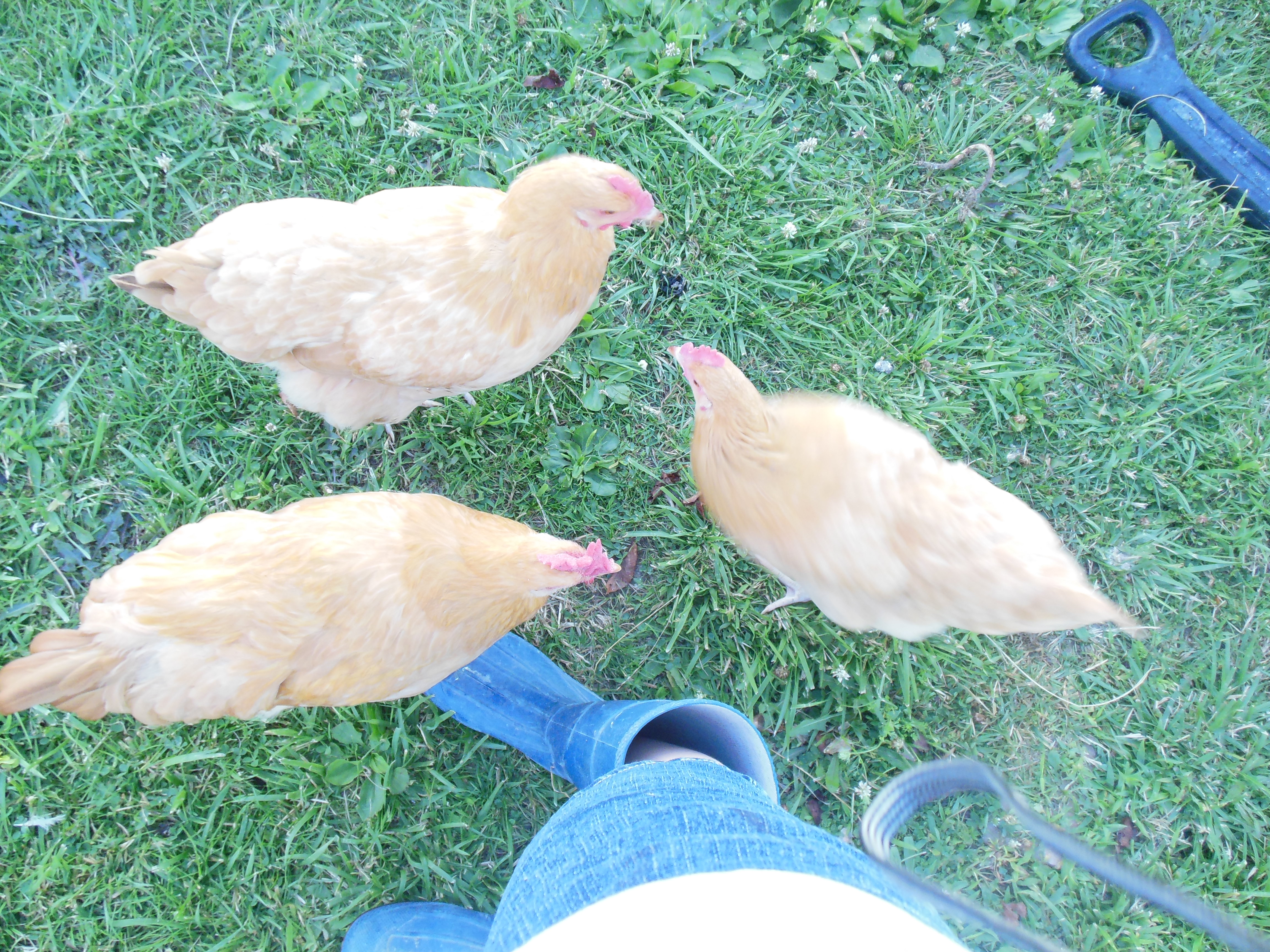 Chickens