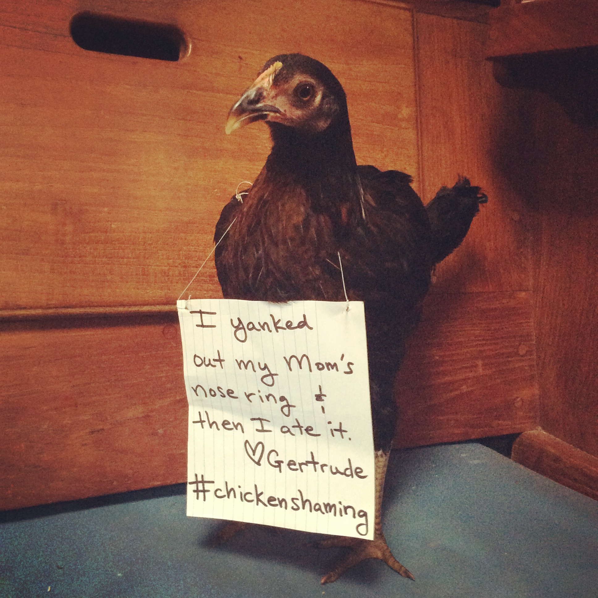 #chickenshaming