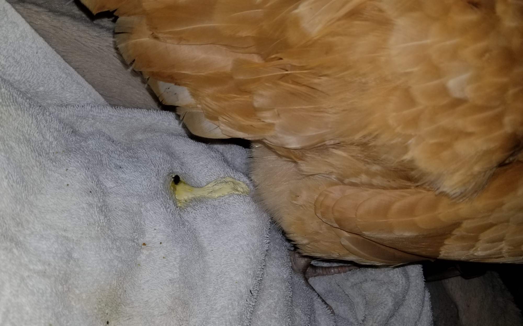 Chickenshit