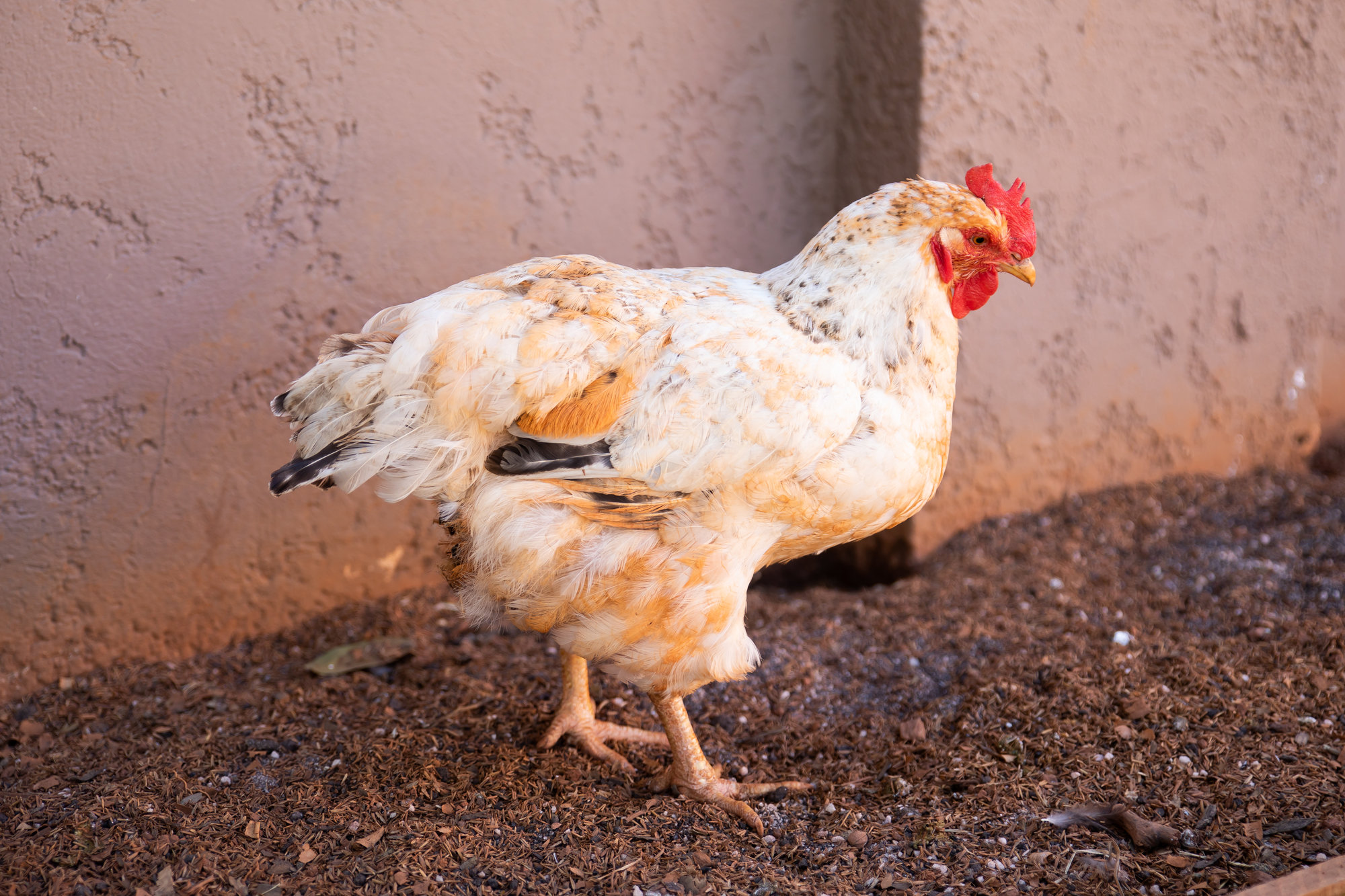 Chickerella BackYard Chickens Learn How to Raise Chickens