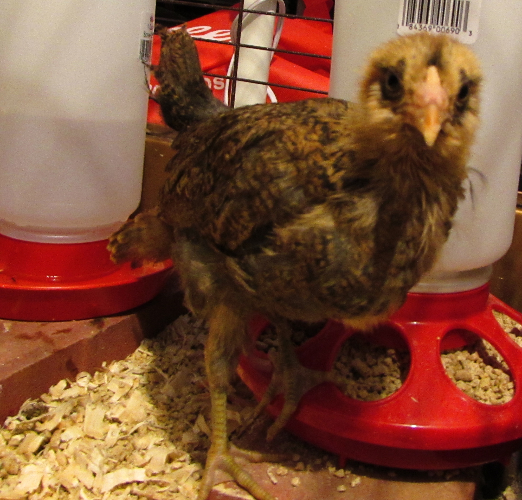 Chickie the Easter Egger.