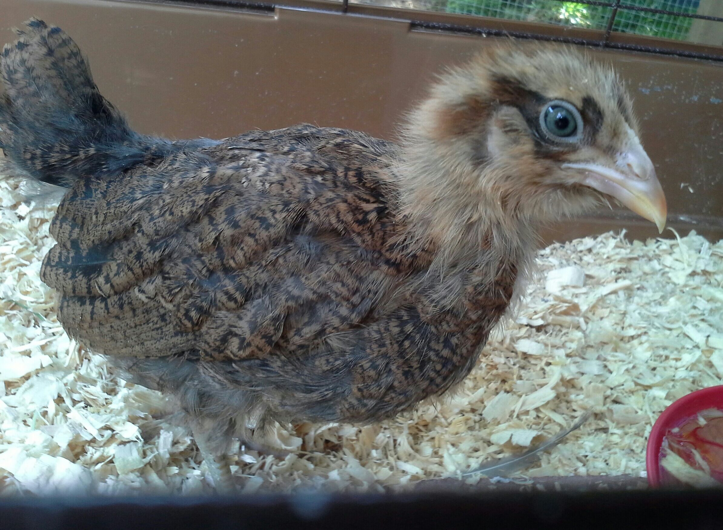 Chickie.