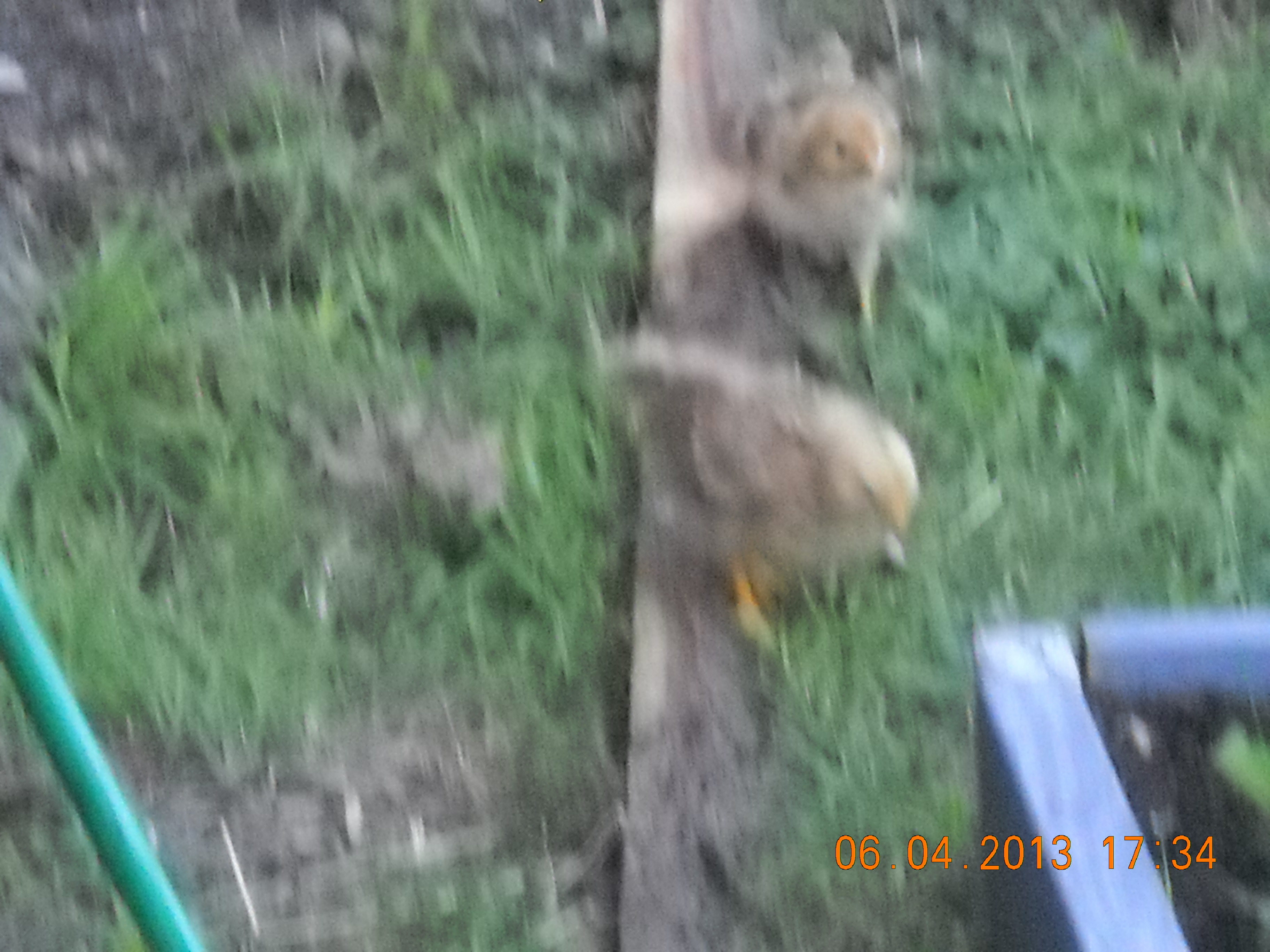Chickies doing chicky things.