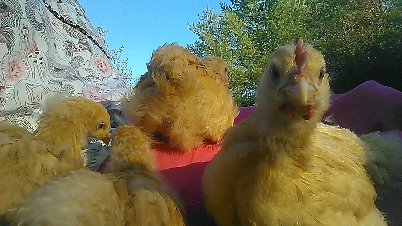 Chickies on my lap discussing details of their soon-to-be home.