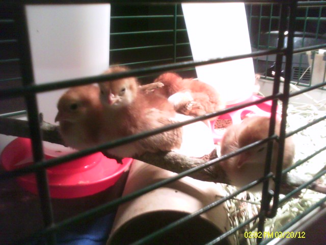Chickies roosting on a stick.jpeg