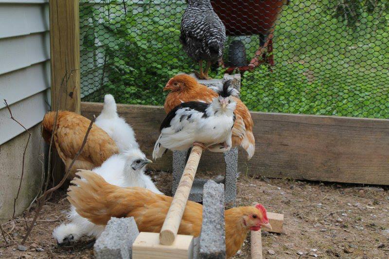Chickies roosting