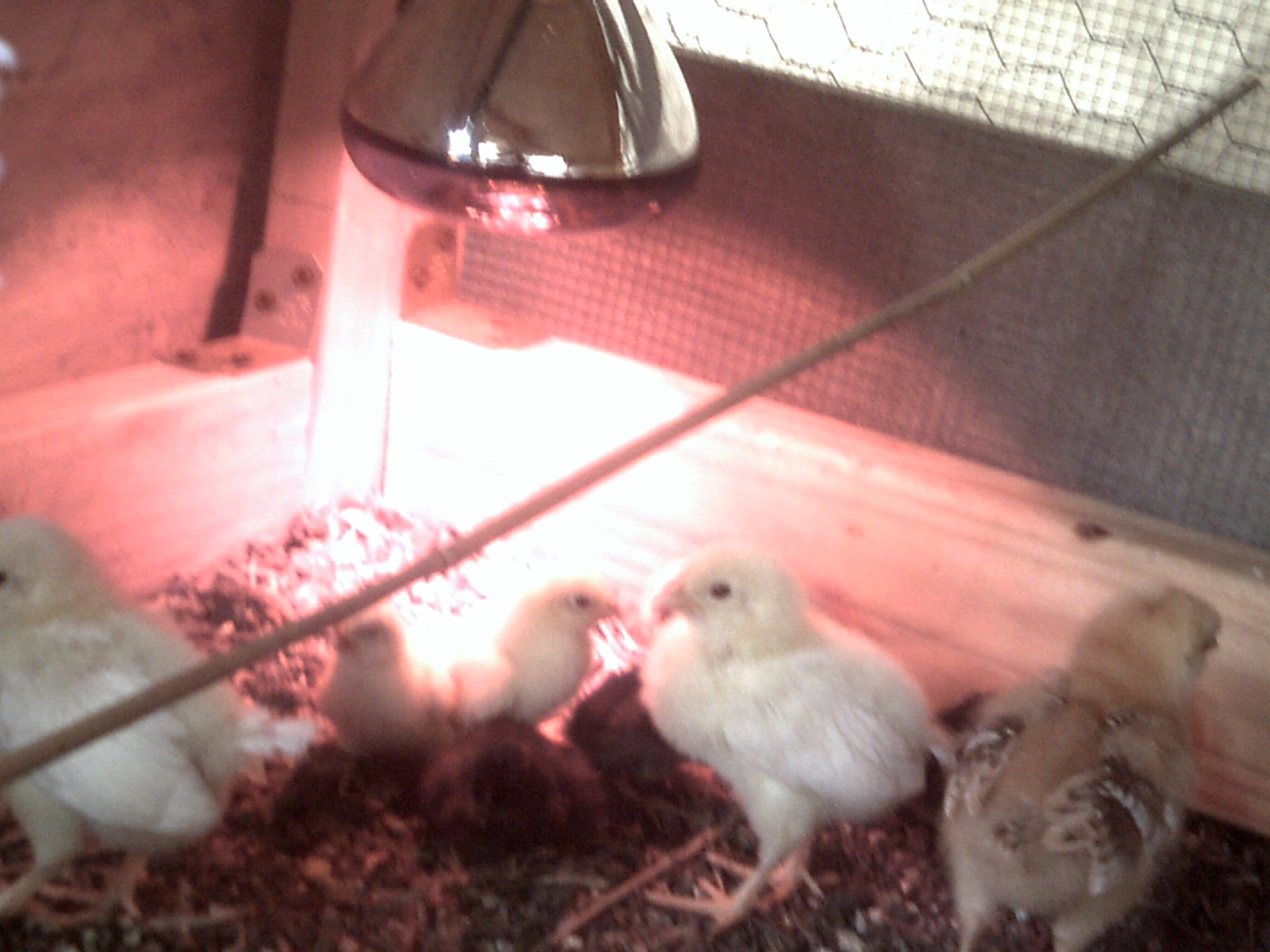 chickies under brooder lamp