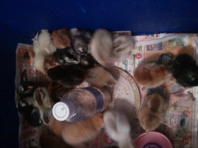 chickities
