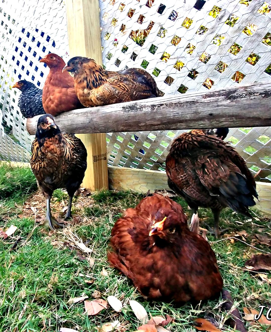 Chicklets Chillin