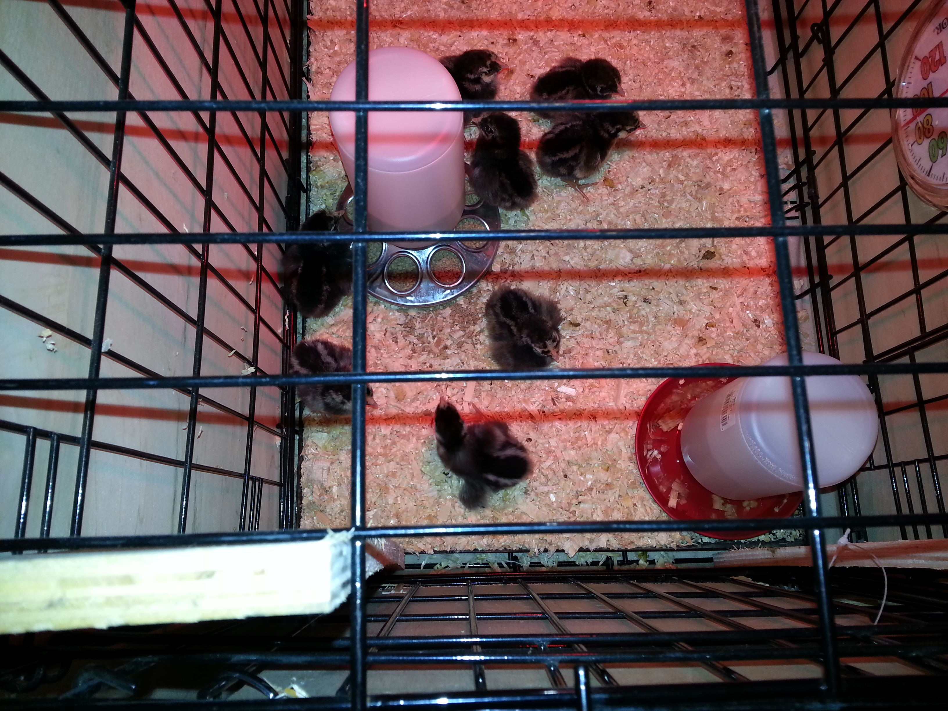 Chicks 1