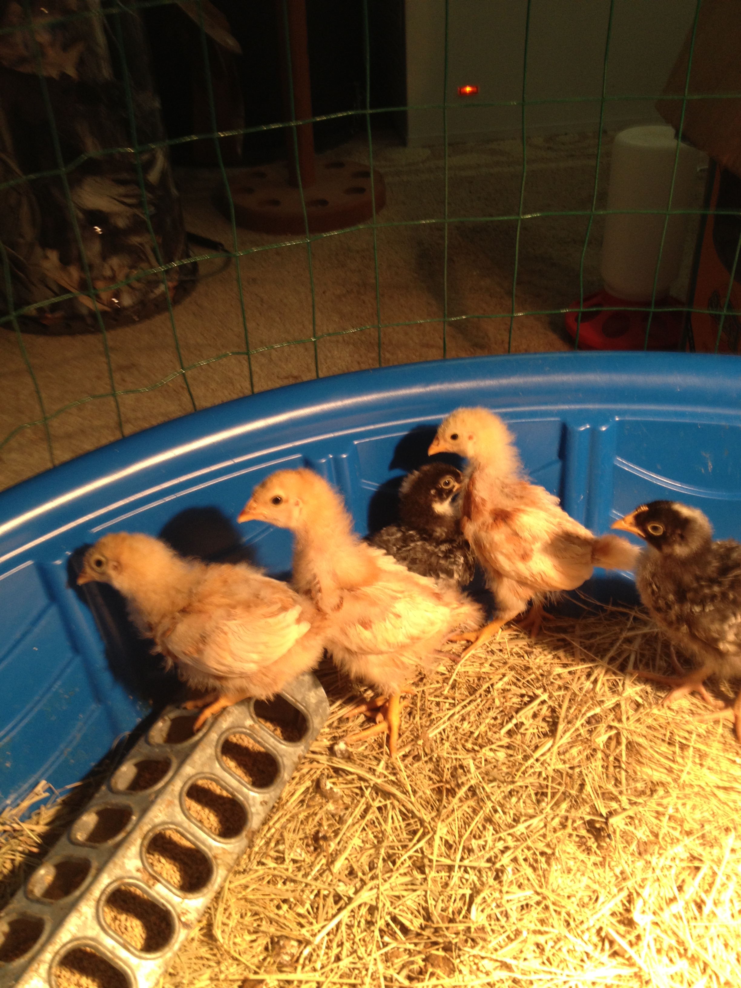 Chicks 2 weeks old