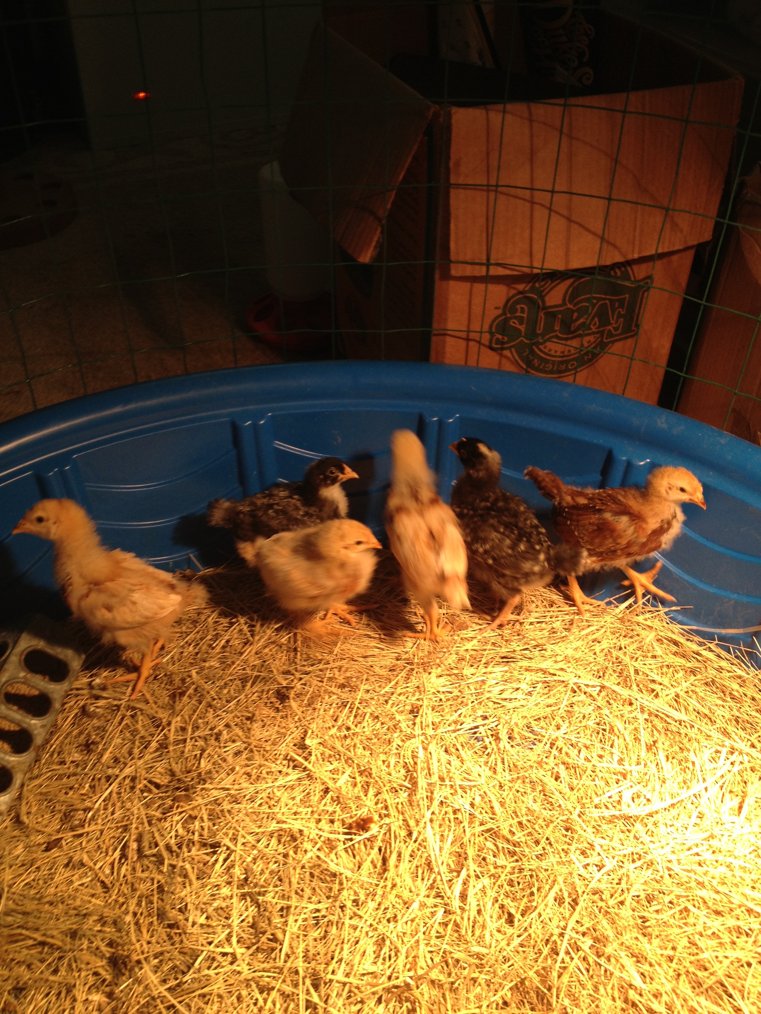 Chicks 2 weeks old2