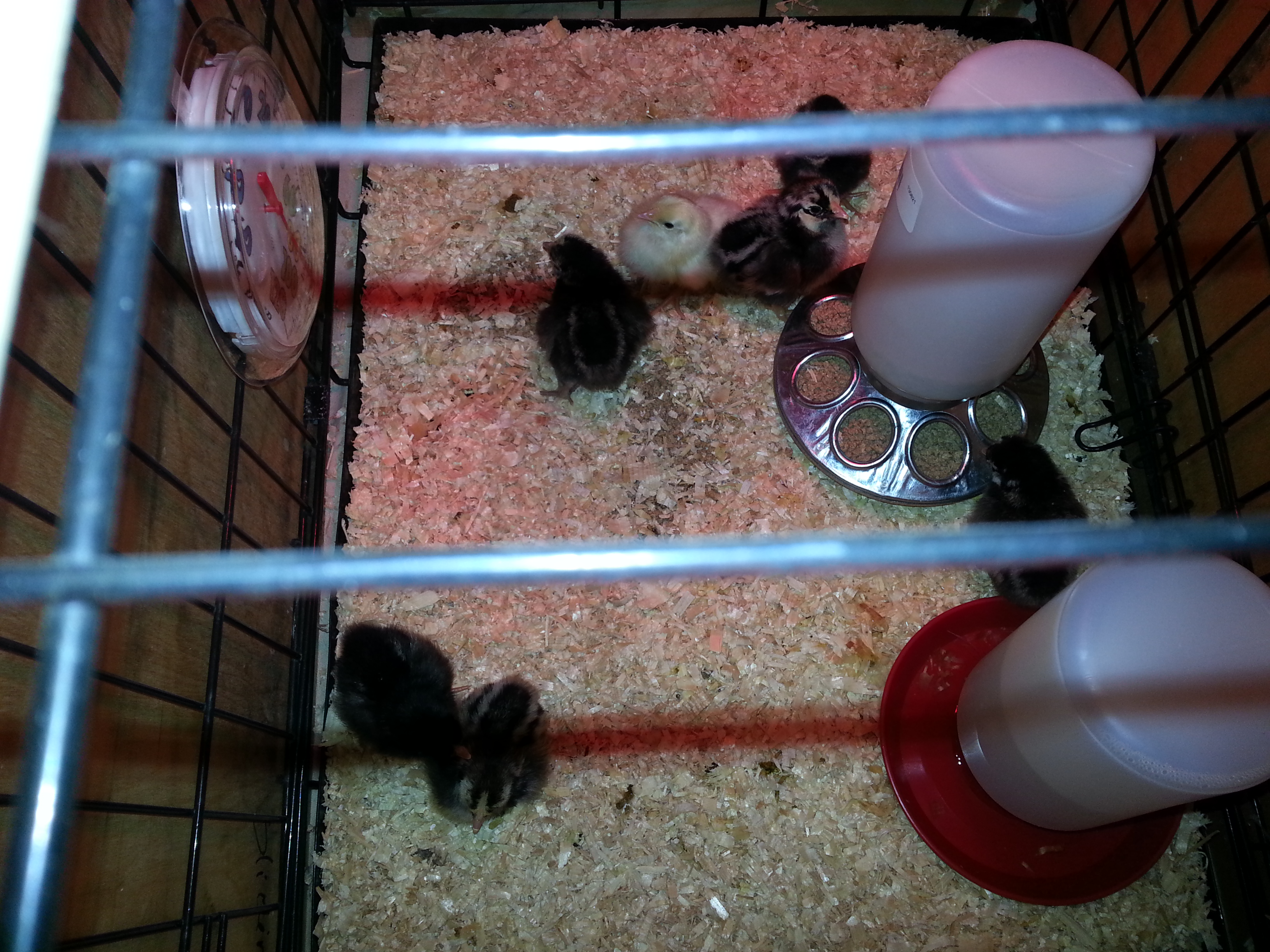 Chicks 2
