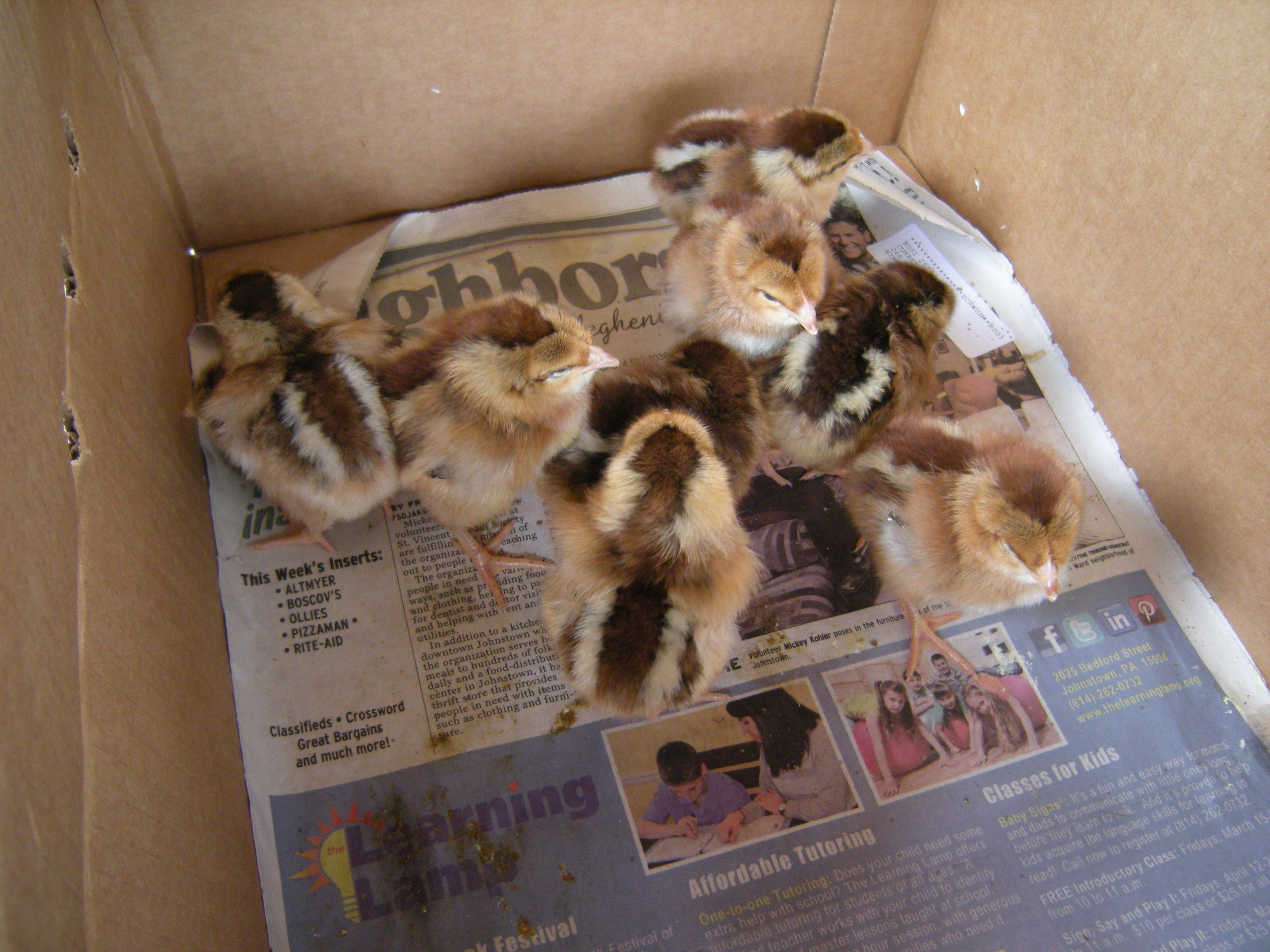 chicks 2days old