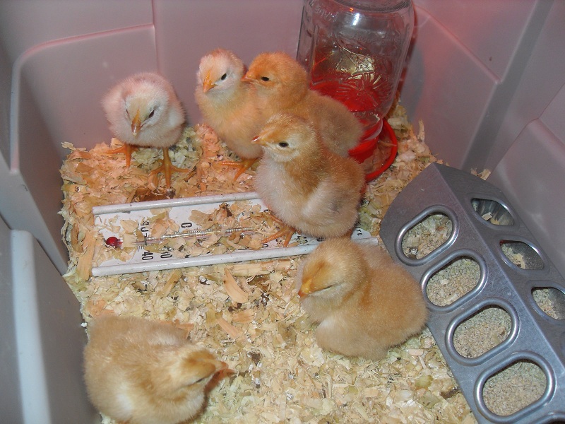 chicks @ 3 days