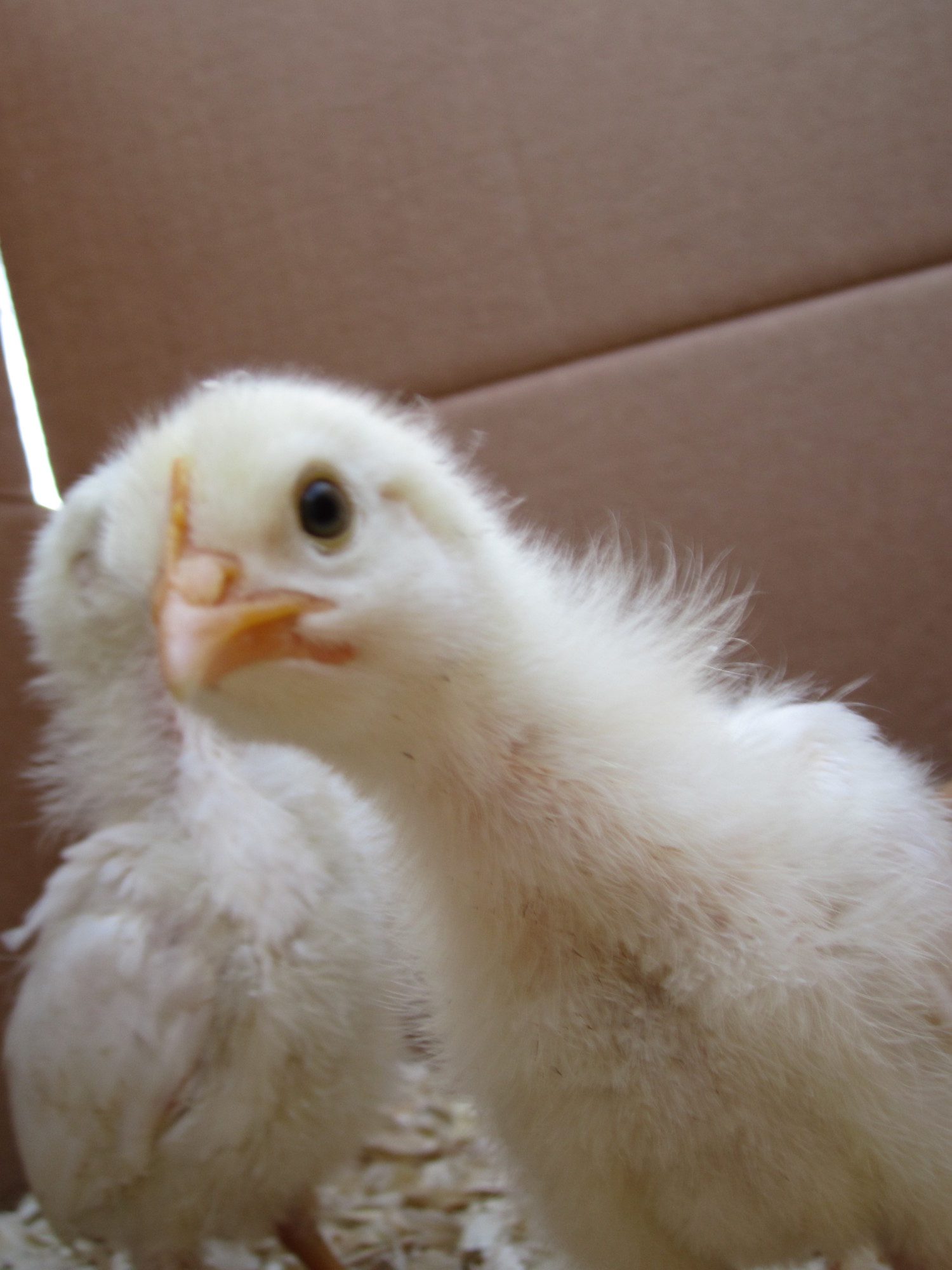 Chicks - 3 weeks old