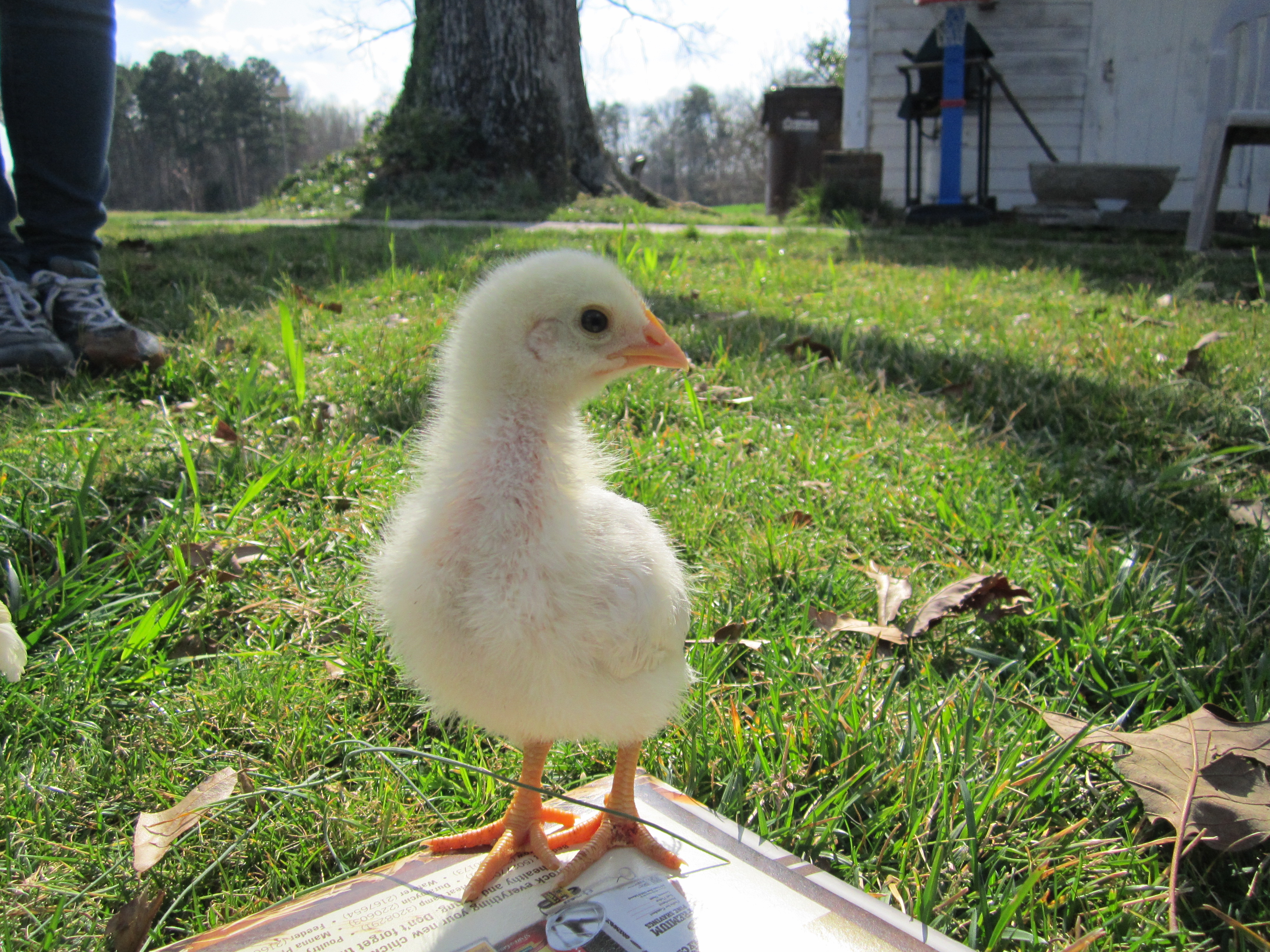 Chicks - 3 weeks old