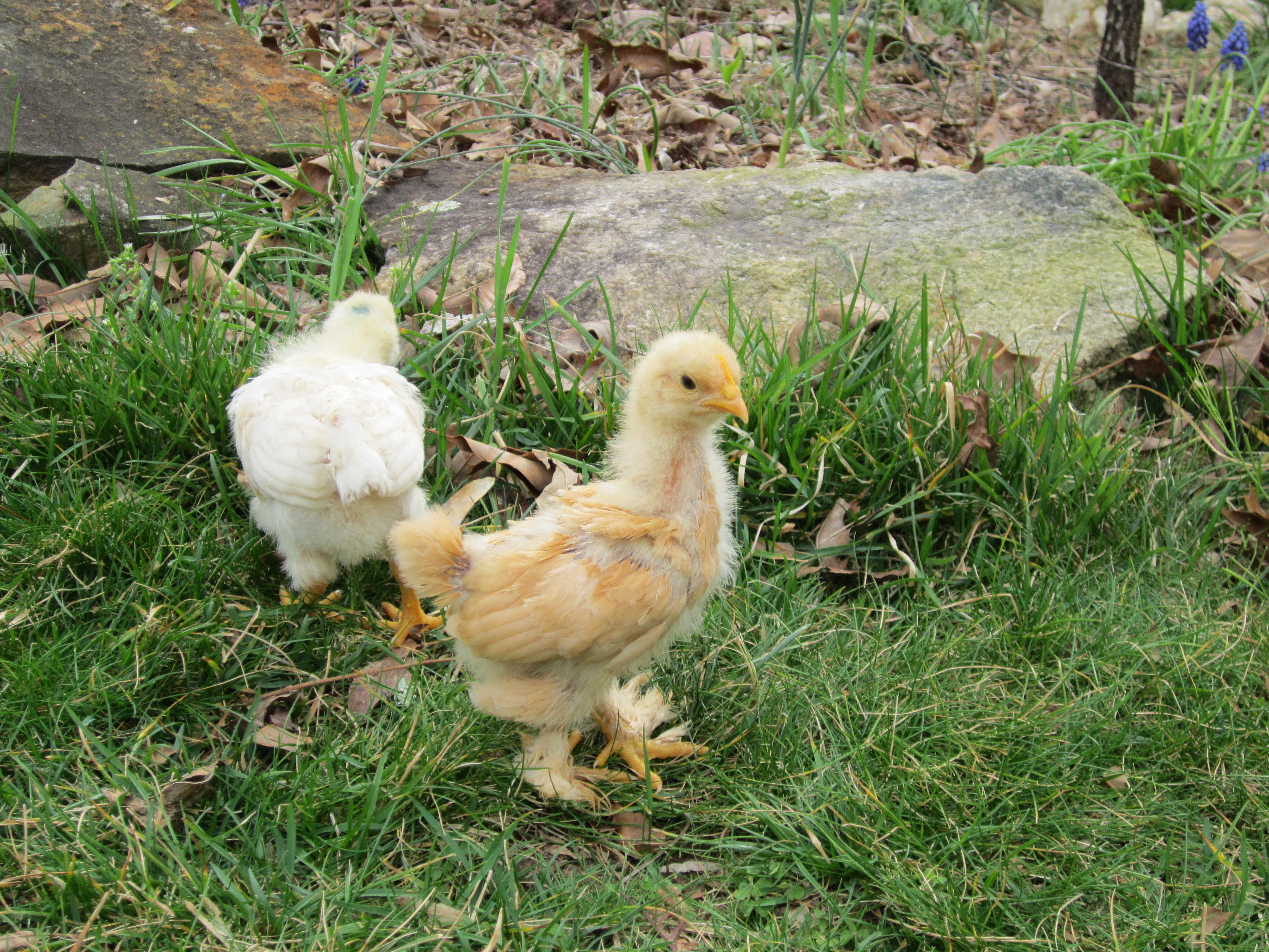 Chicks - 3 weeks old